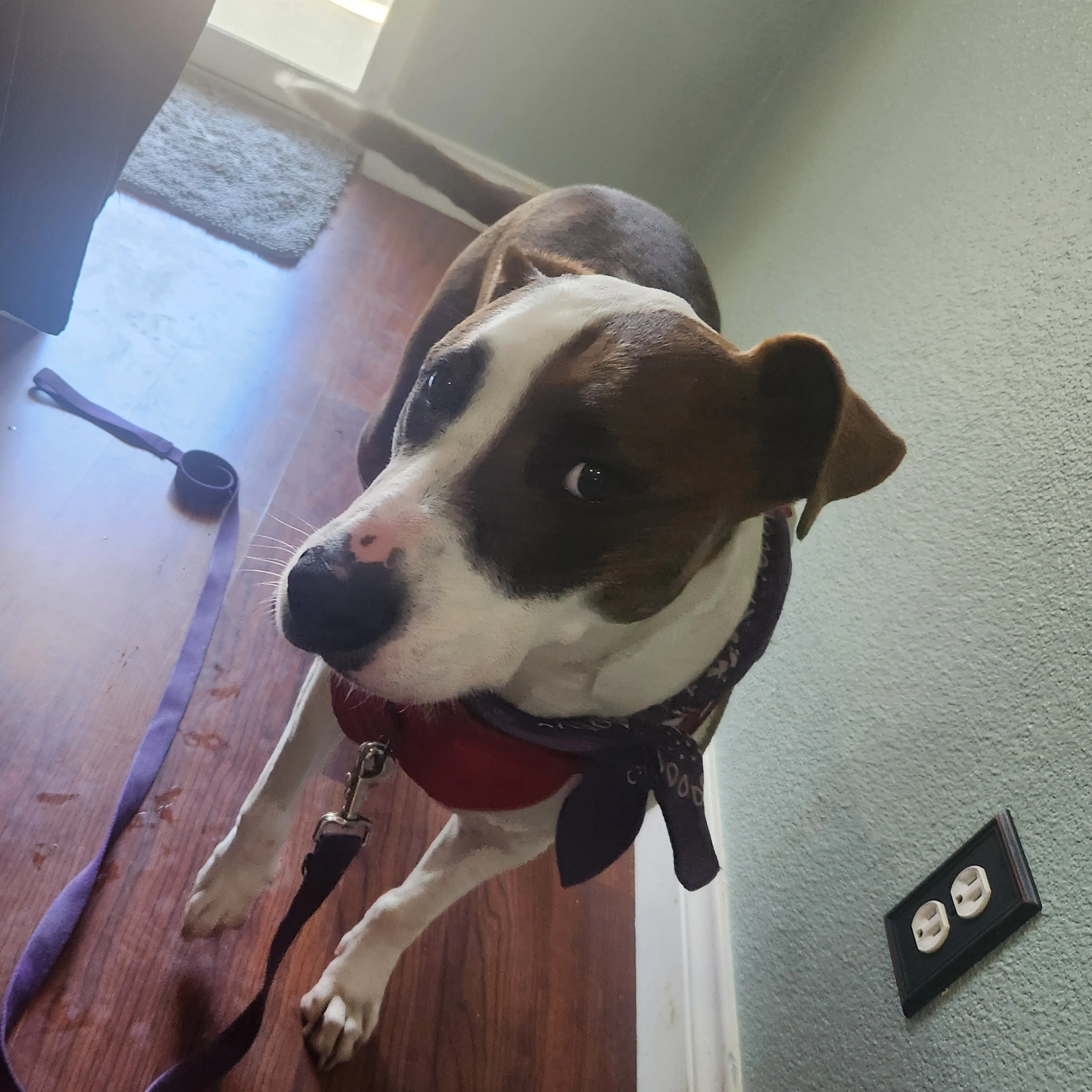 Found pet-2