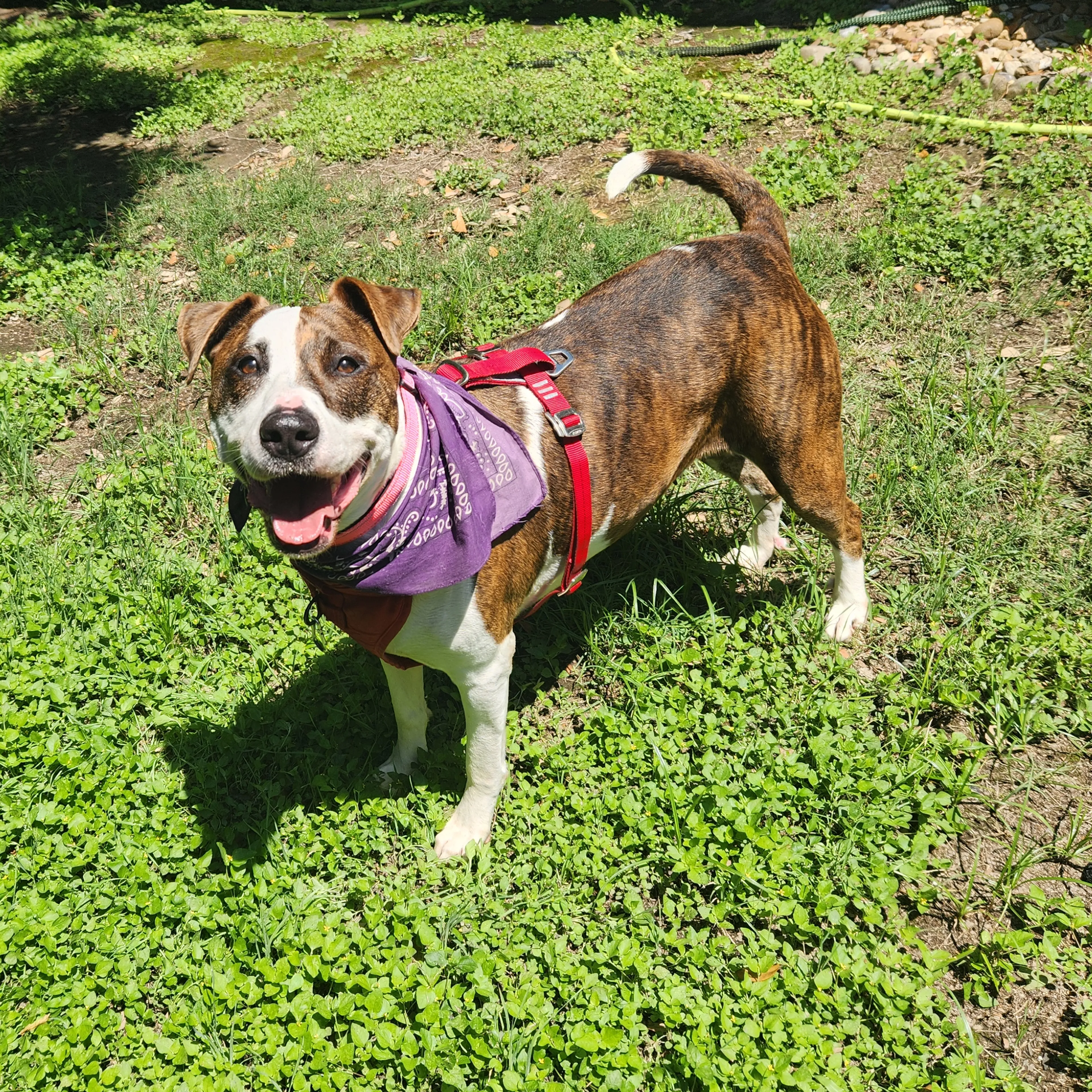 Found pet-3