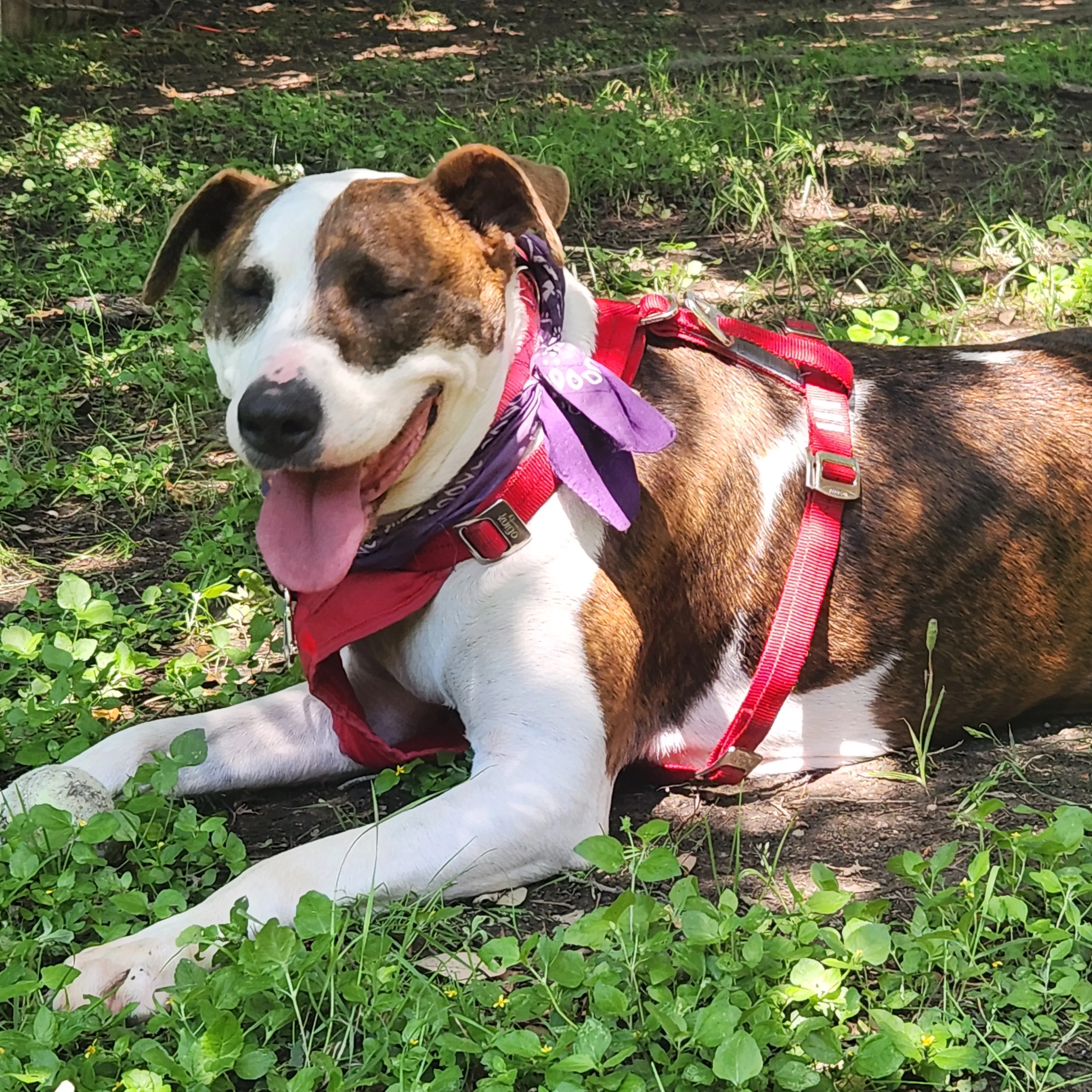 Found pet-1