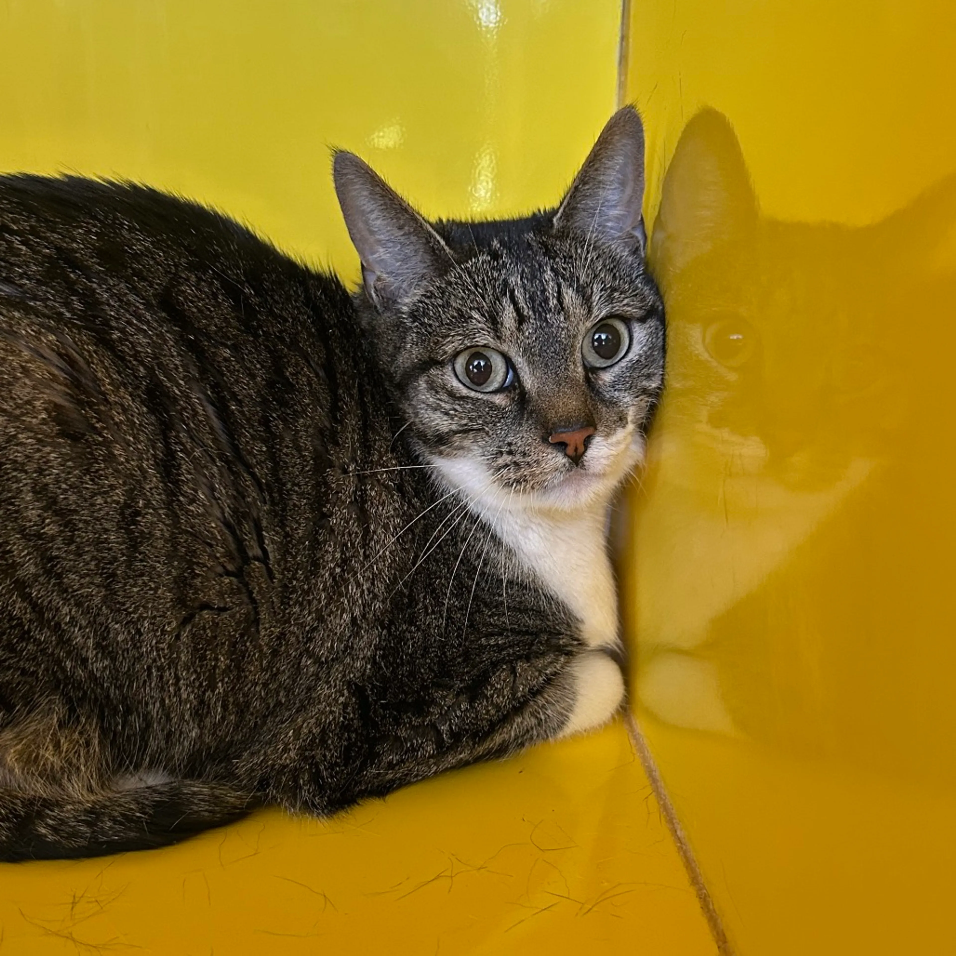 Found pet-1