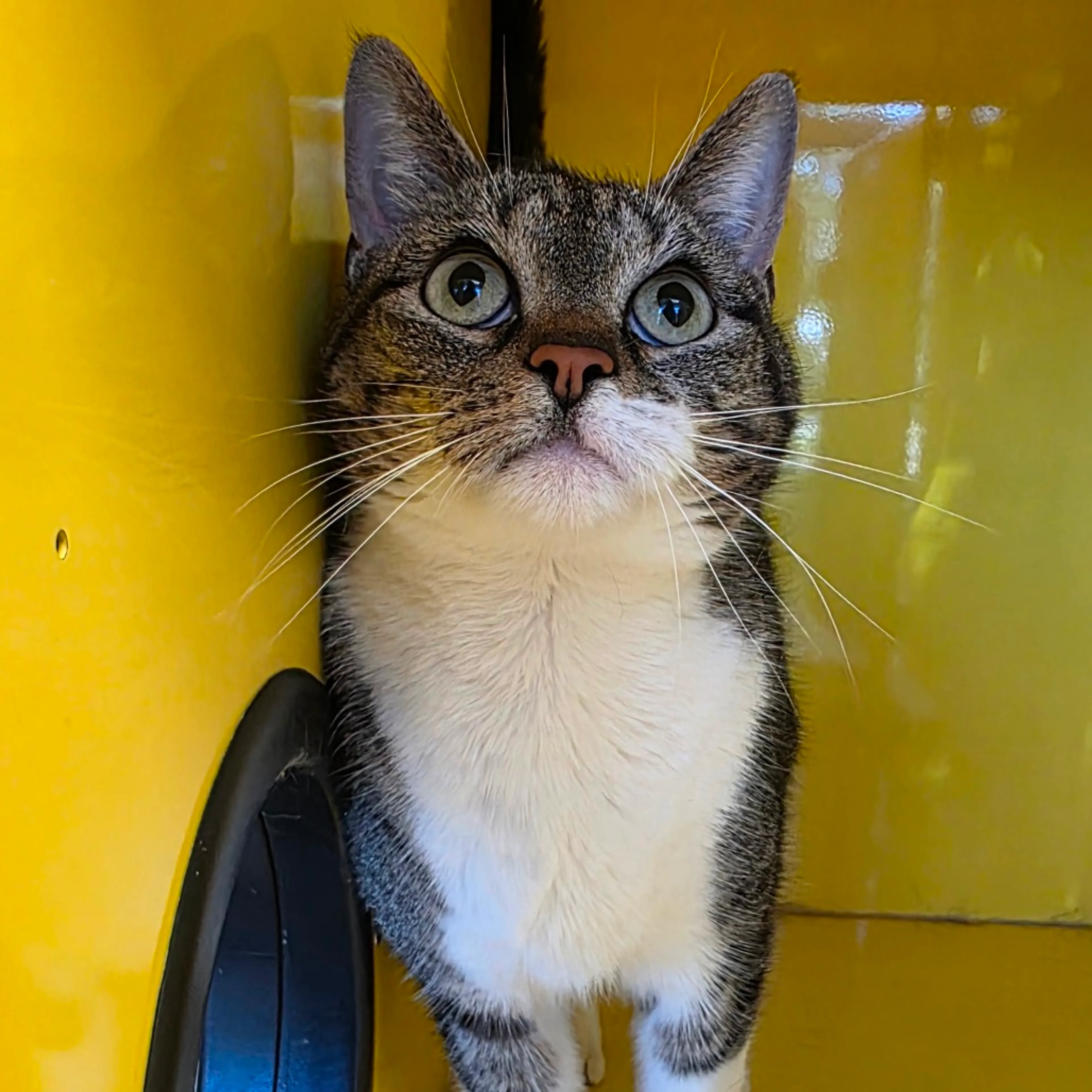 Found pet-2