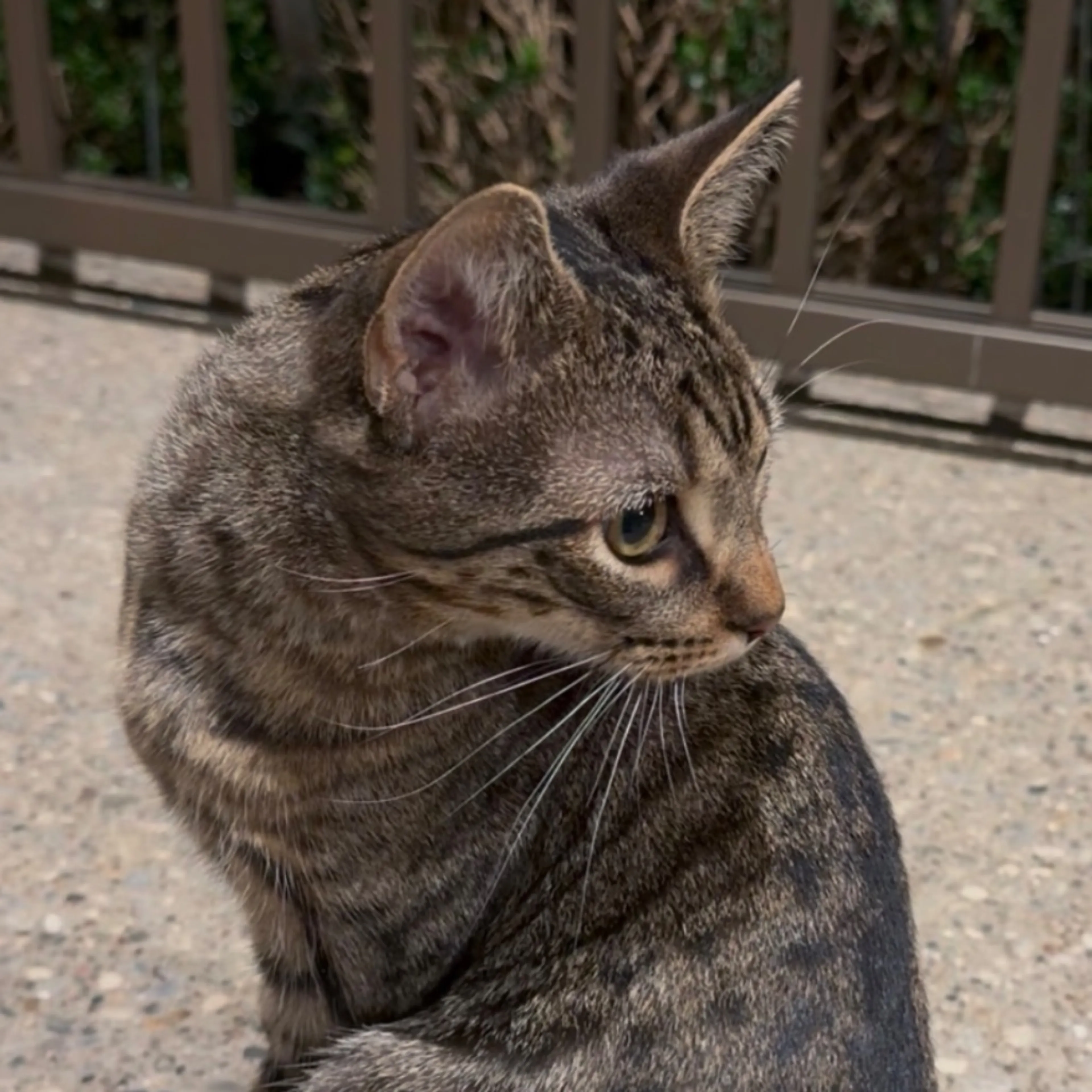 Found pet