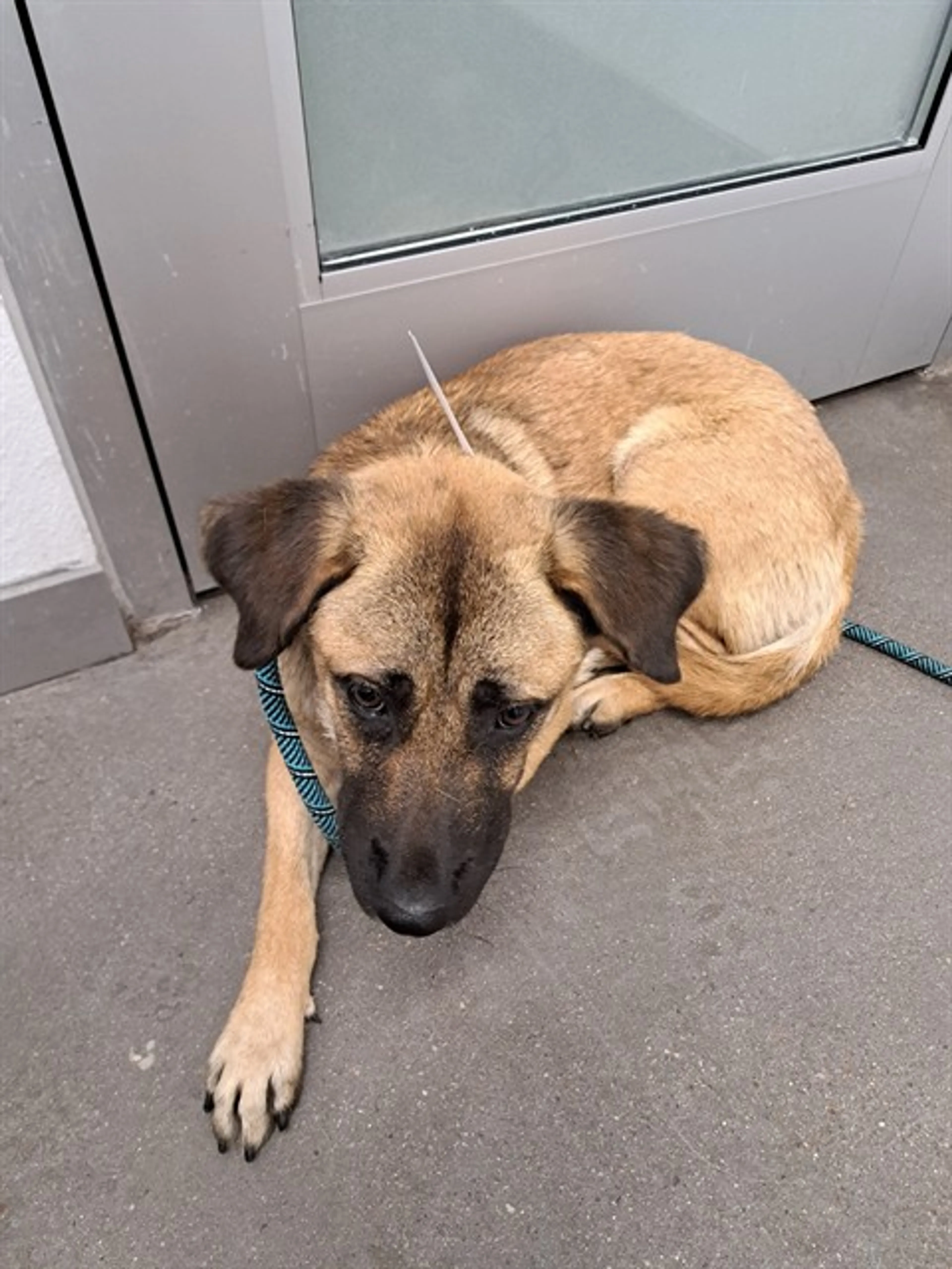 Found pet