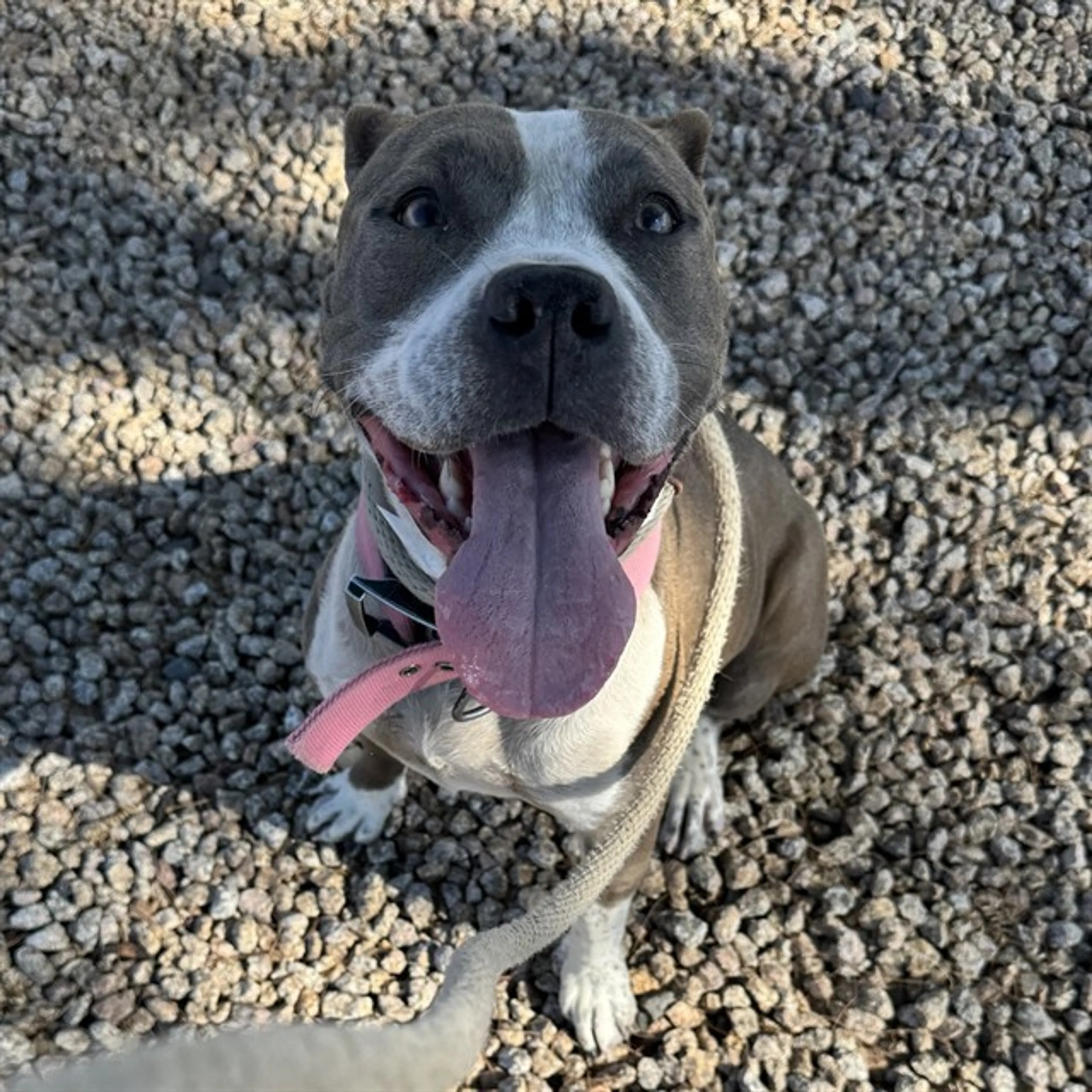 Found pet