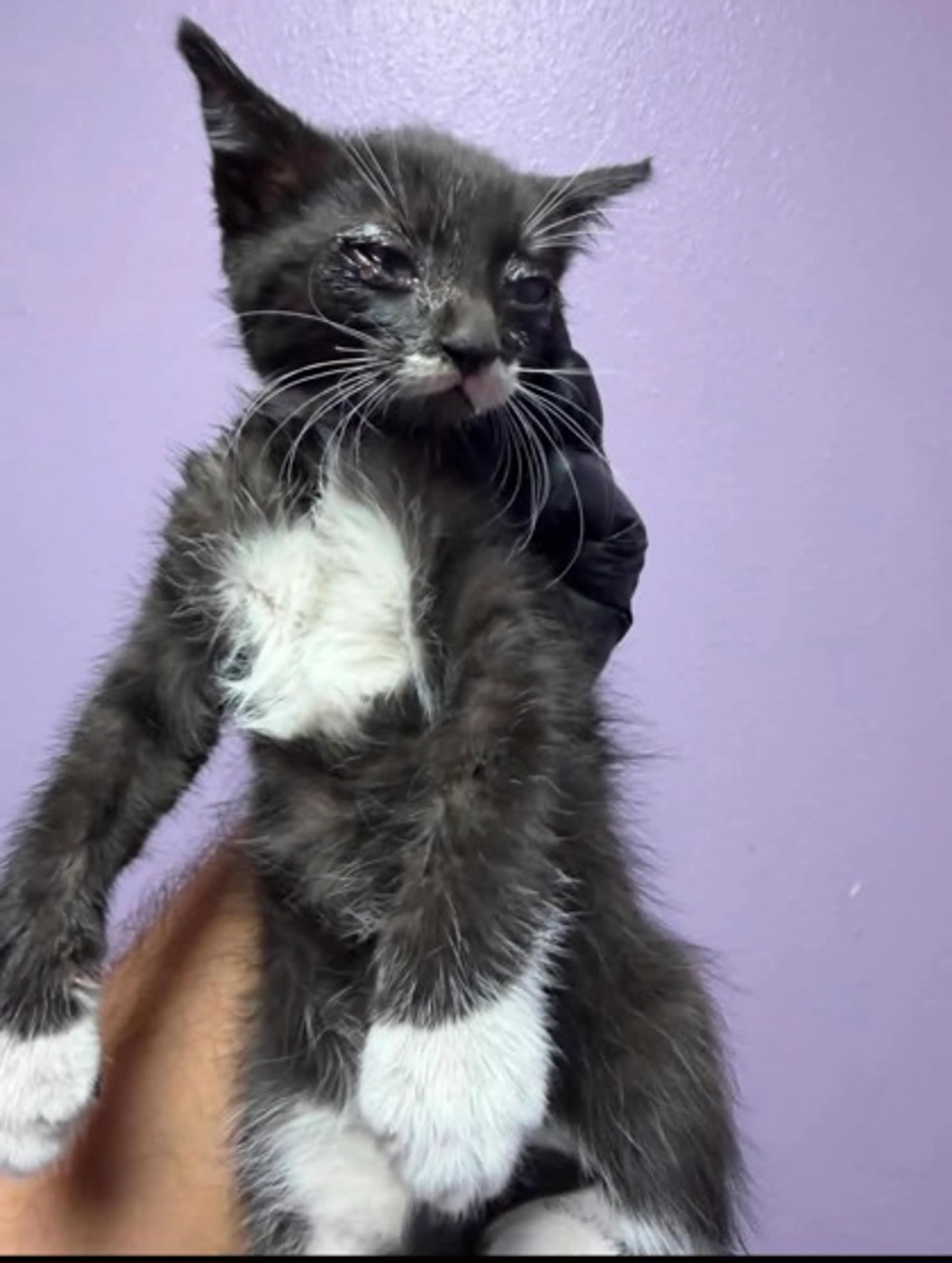 Found pet-1