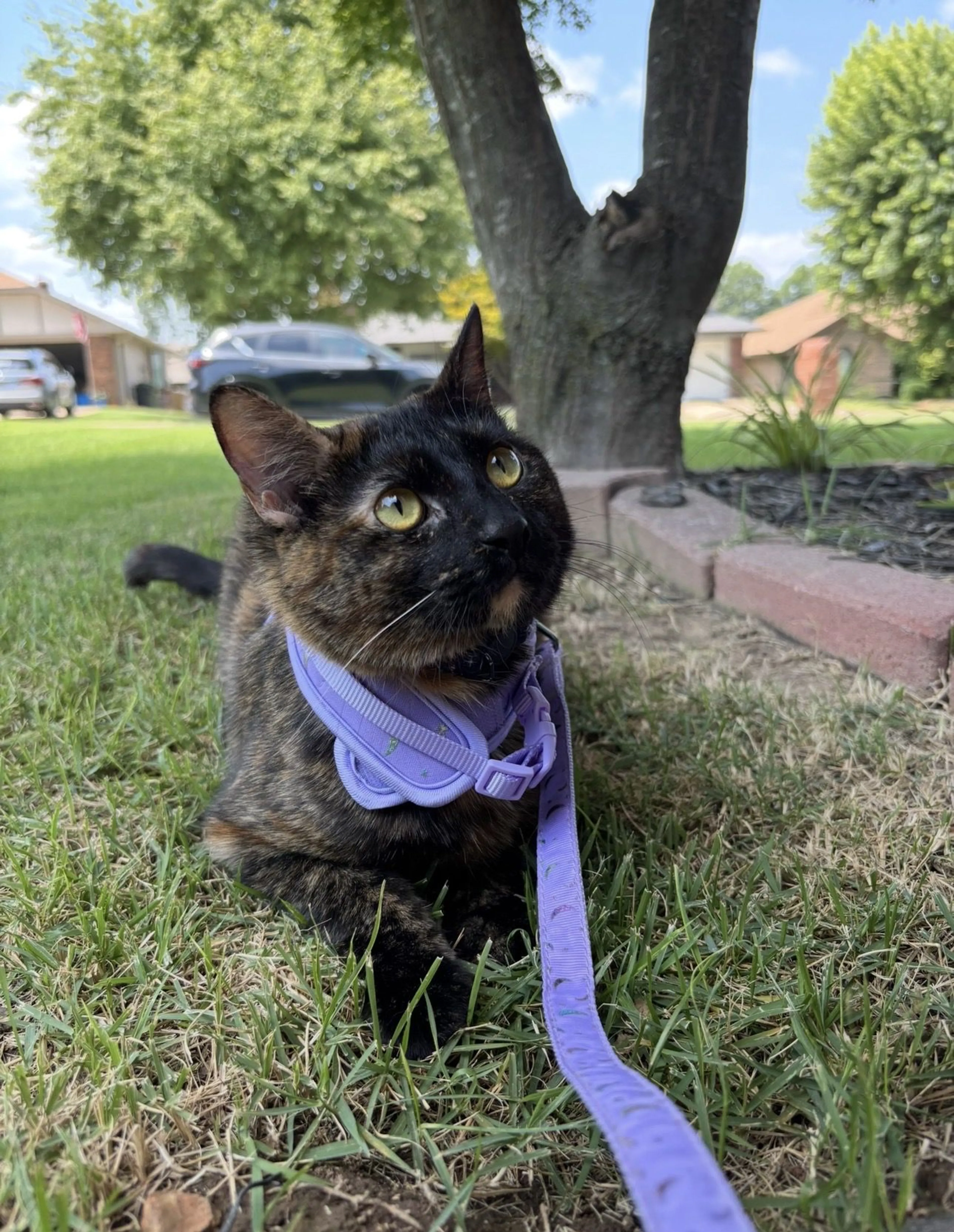 Lost pet