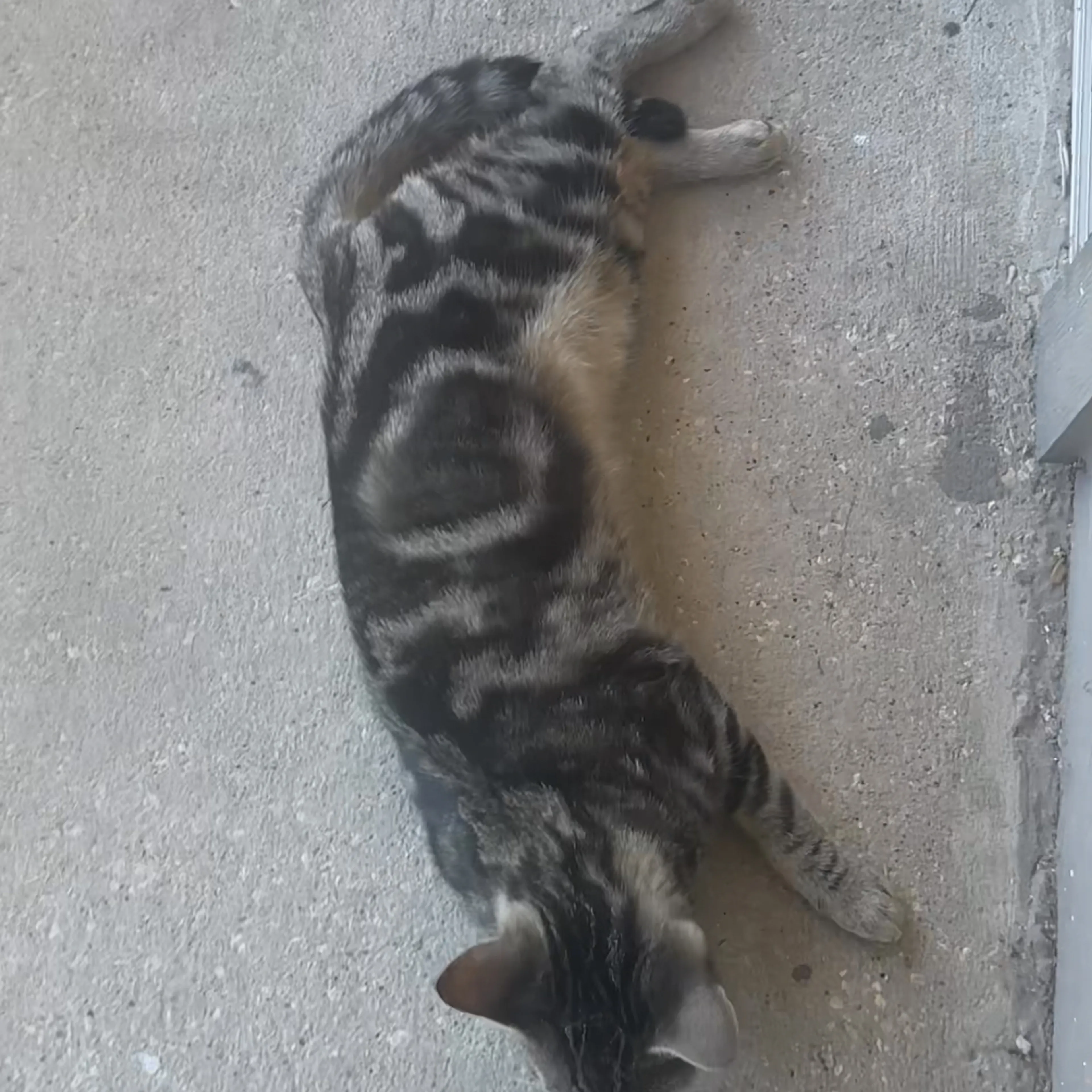 Lost pet-3