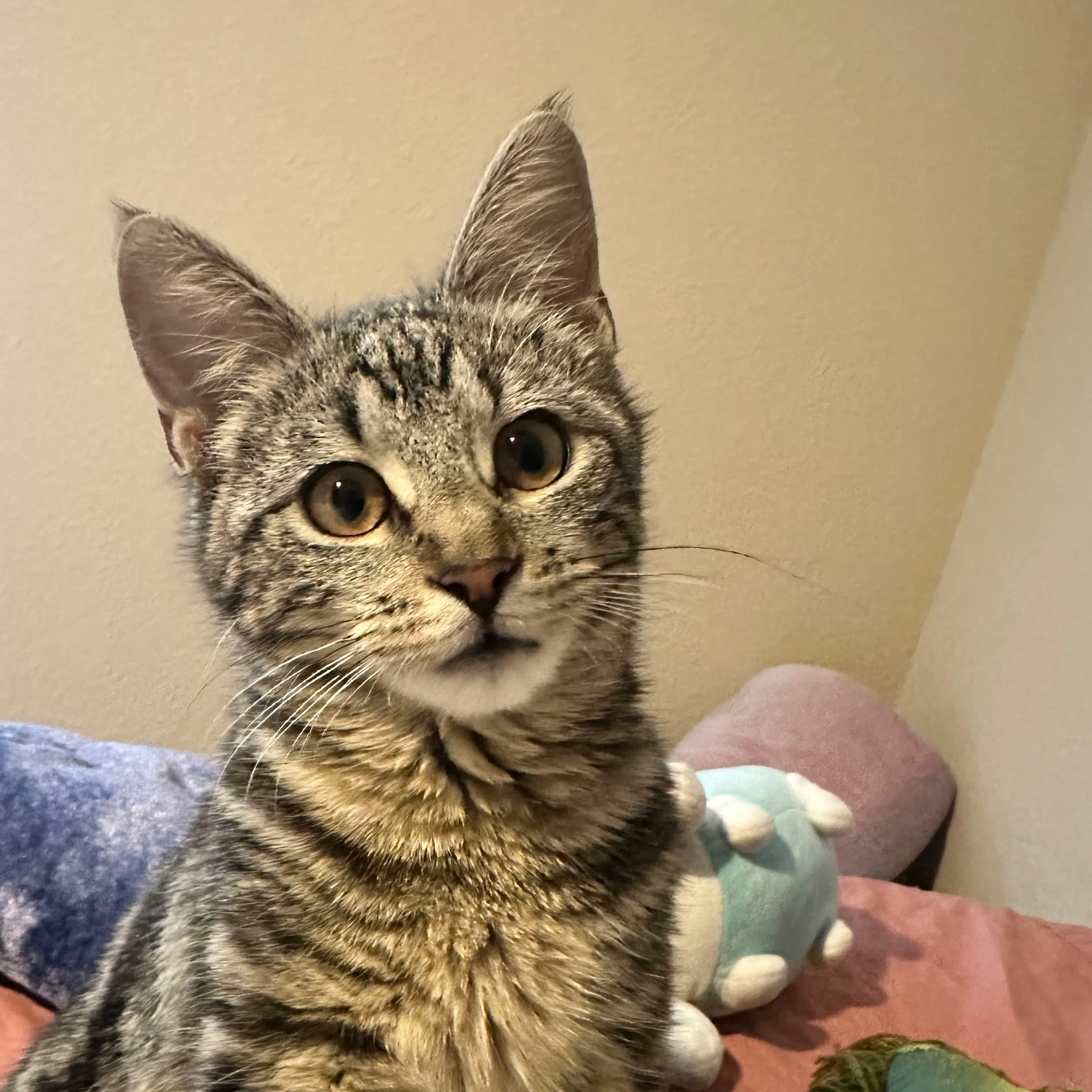 Lost pet-2