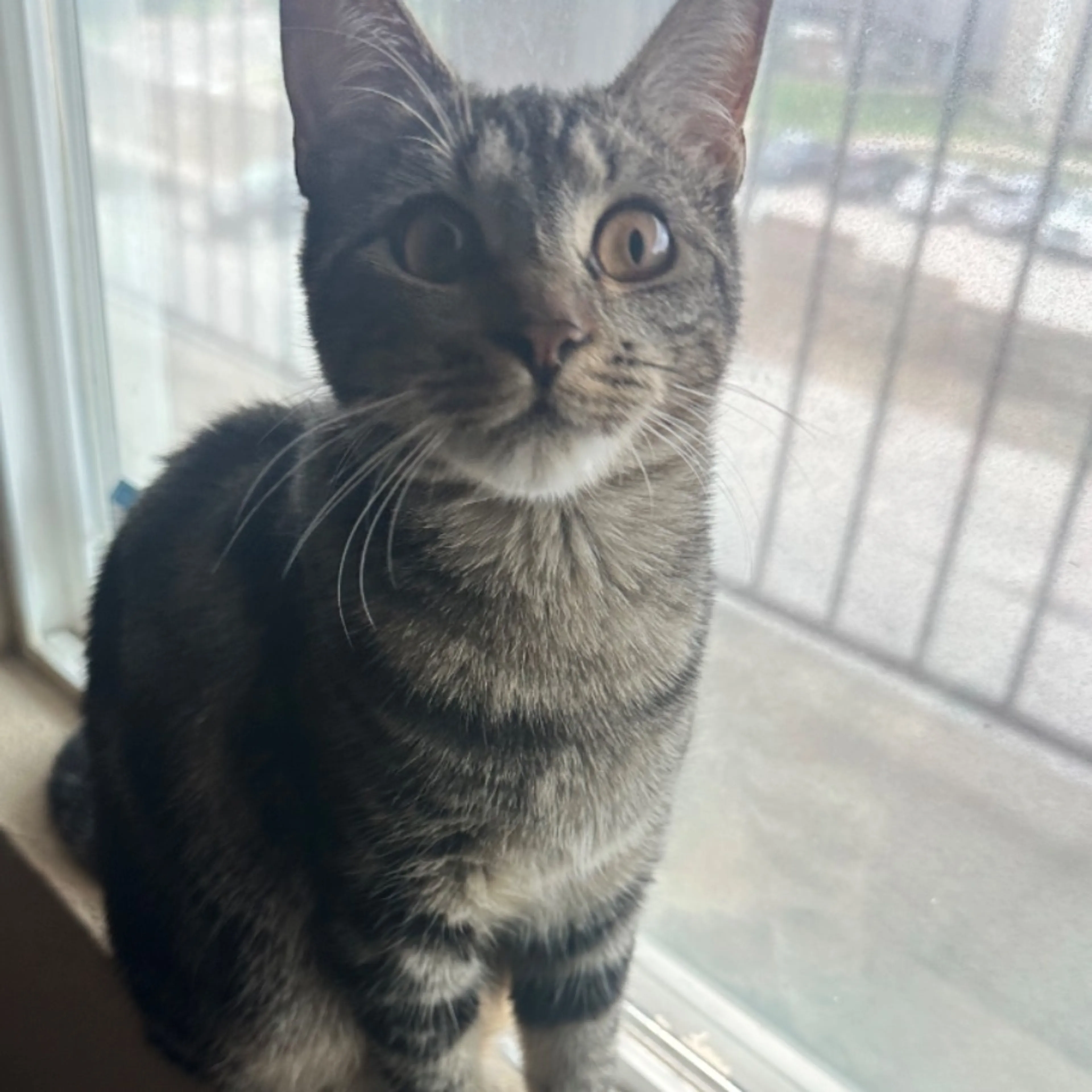 Lost pet-0