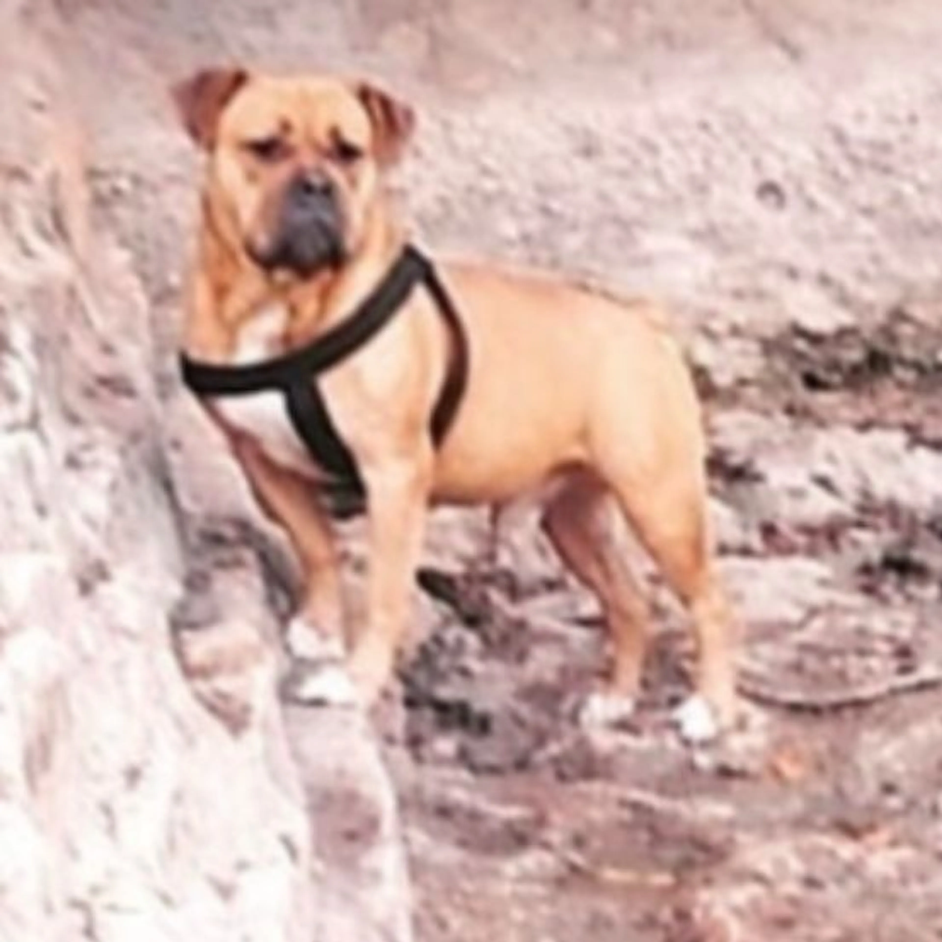 Lost pet
