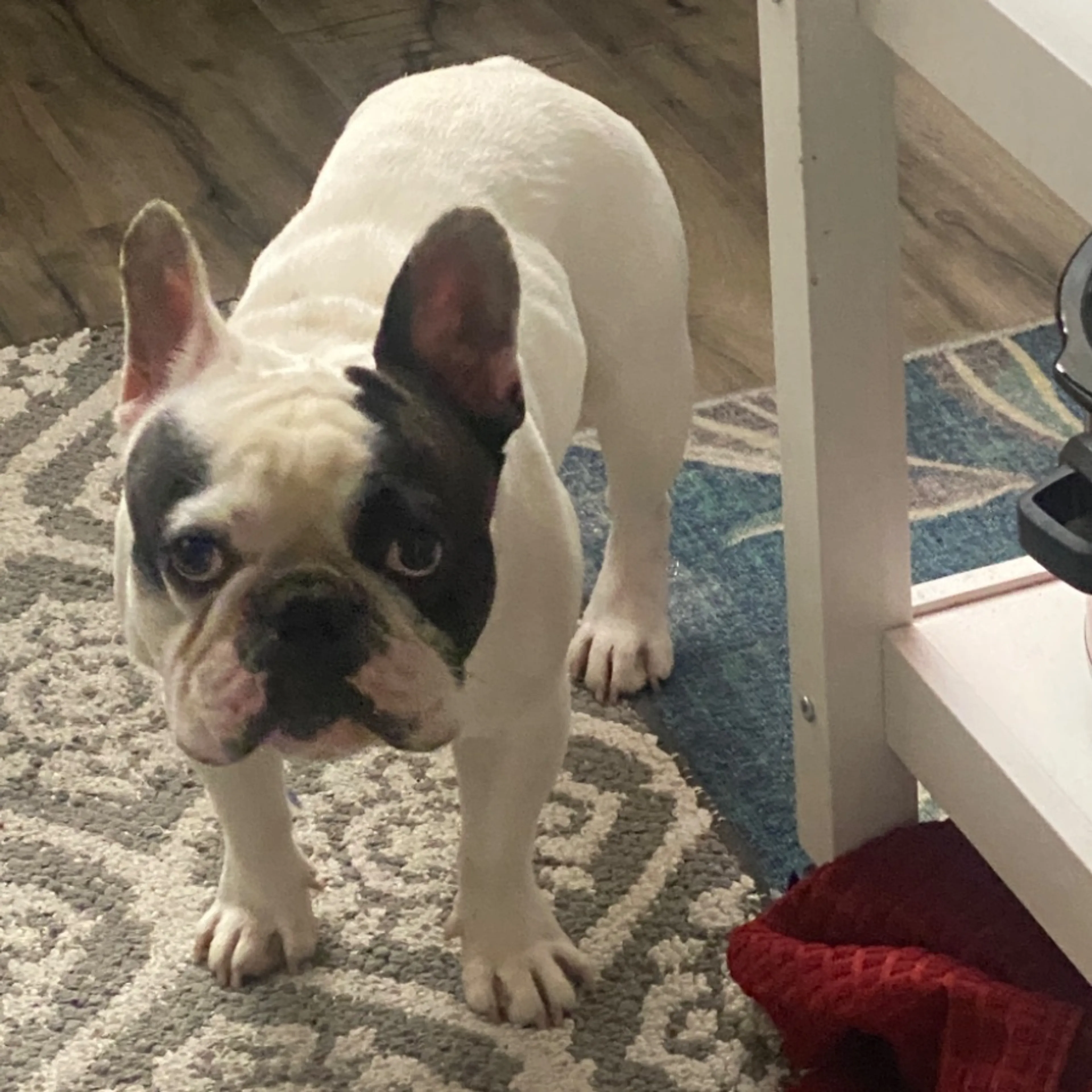 Lost pet
