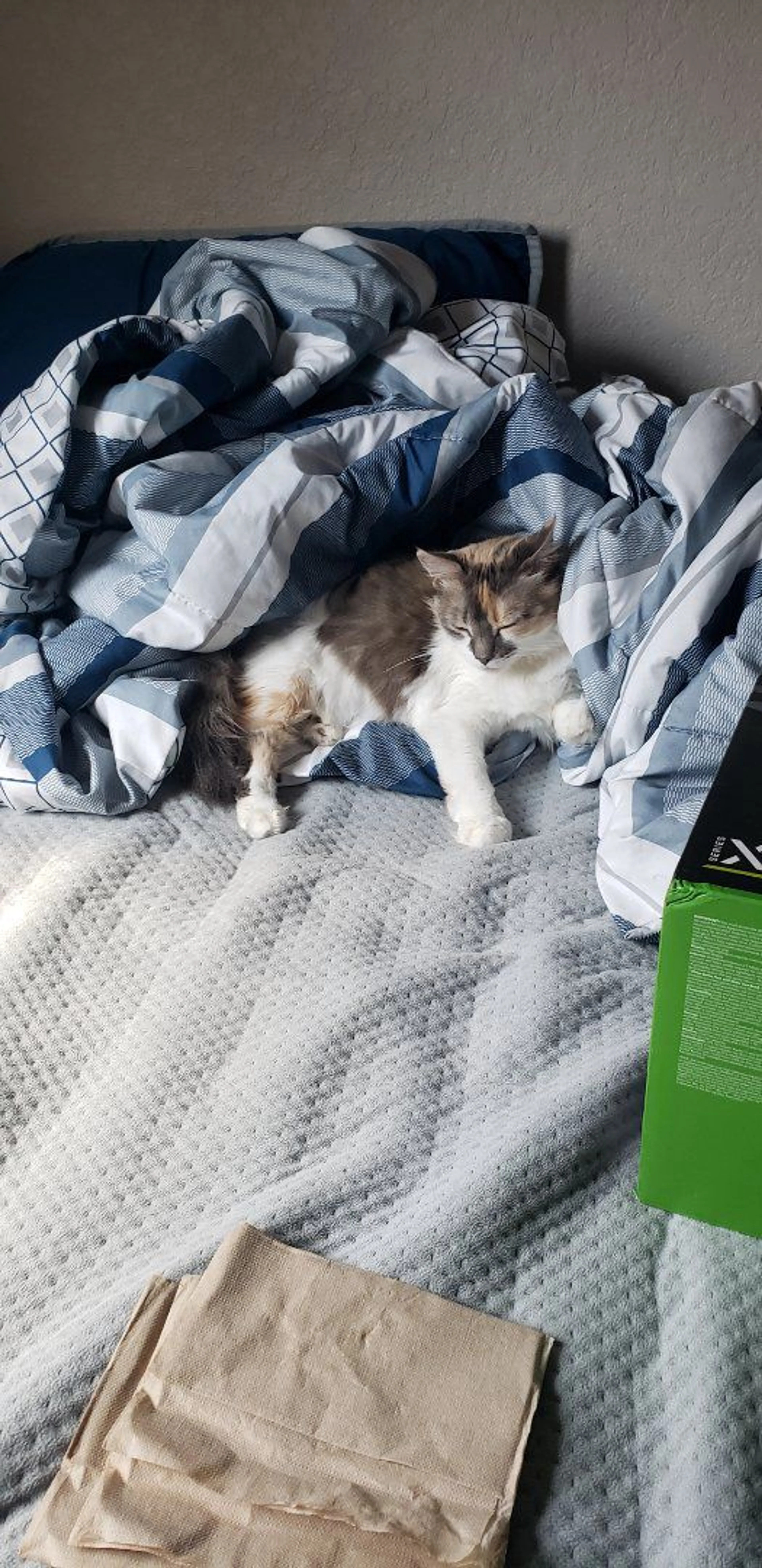 Lost pet-1