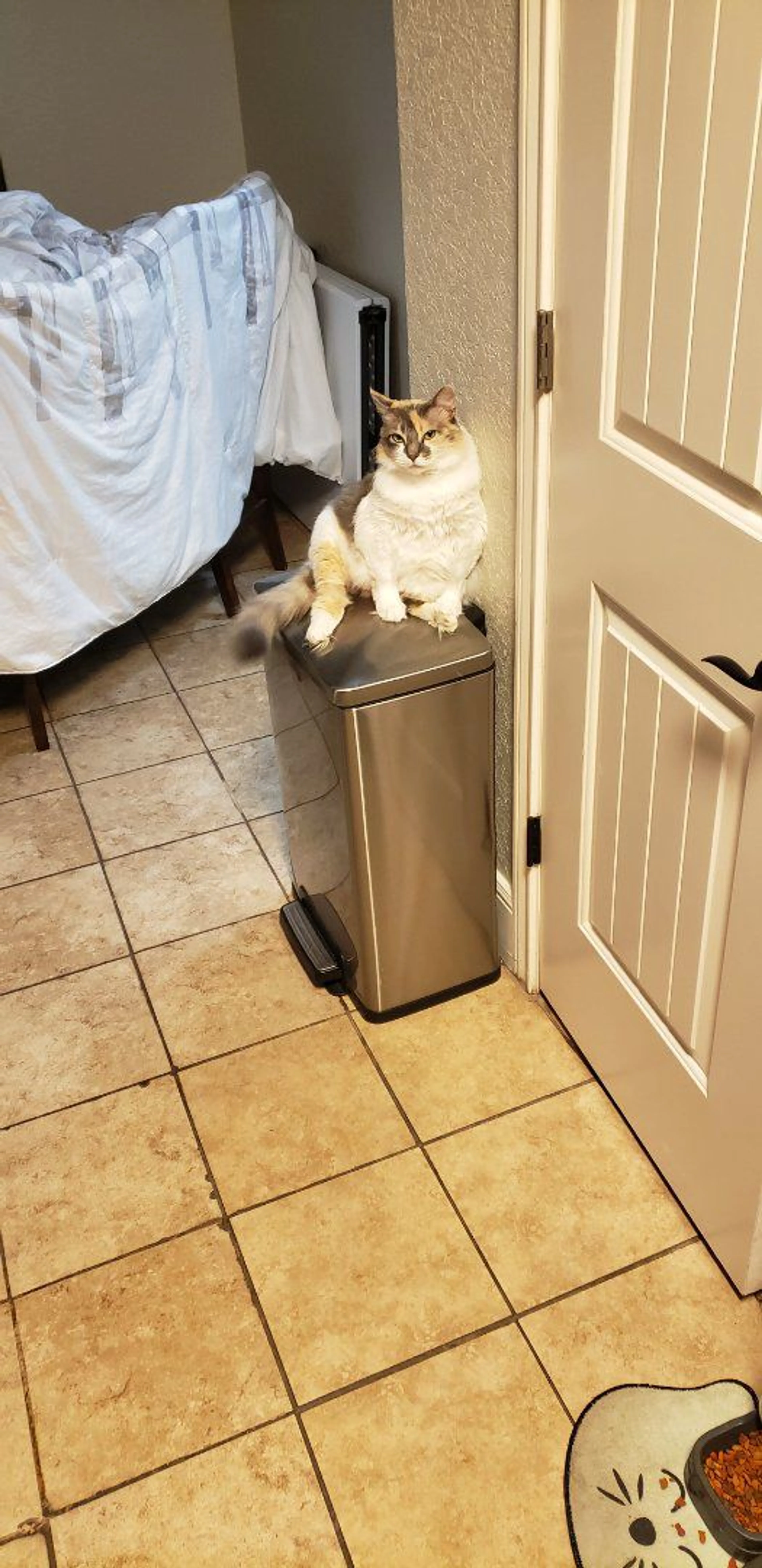 Lost pet-0