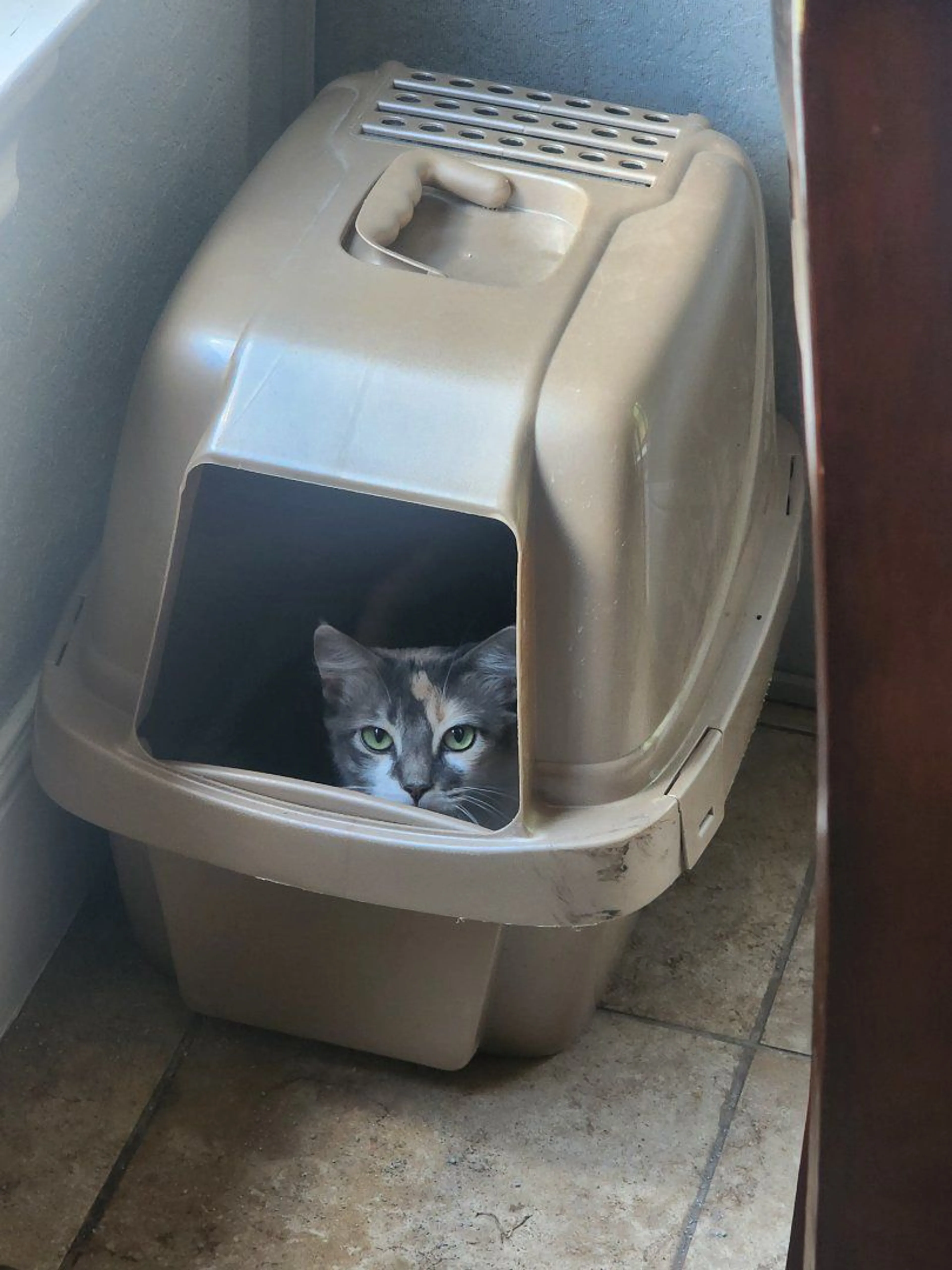 Lost pet-2