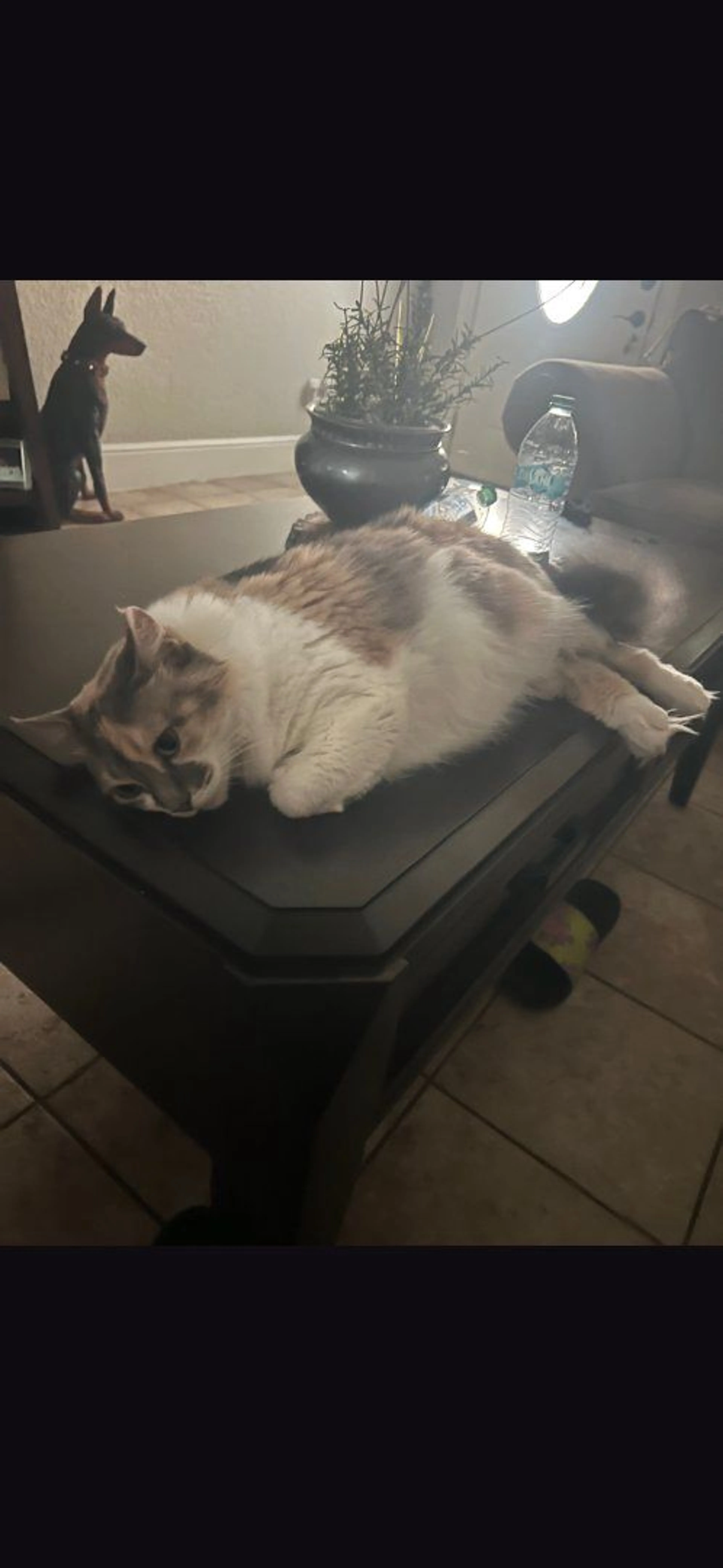 Lost pet-4