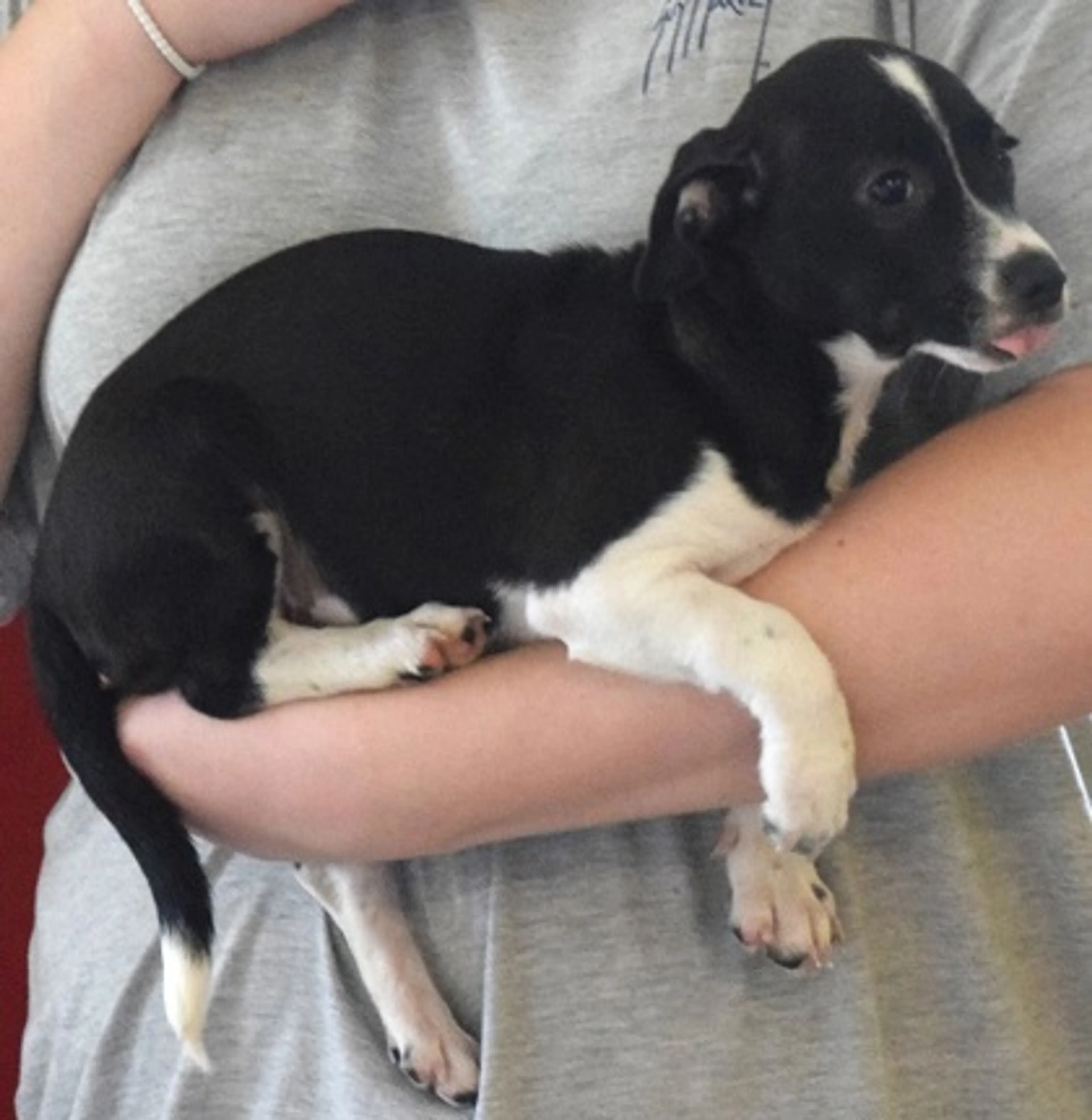 Found pet-2