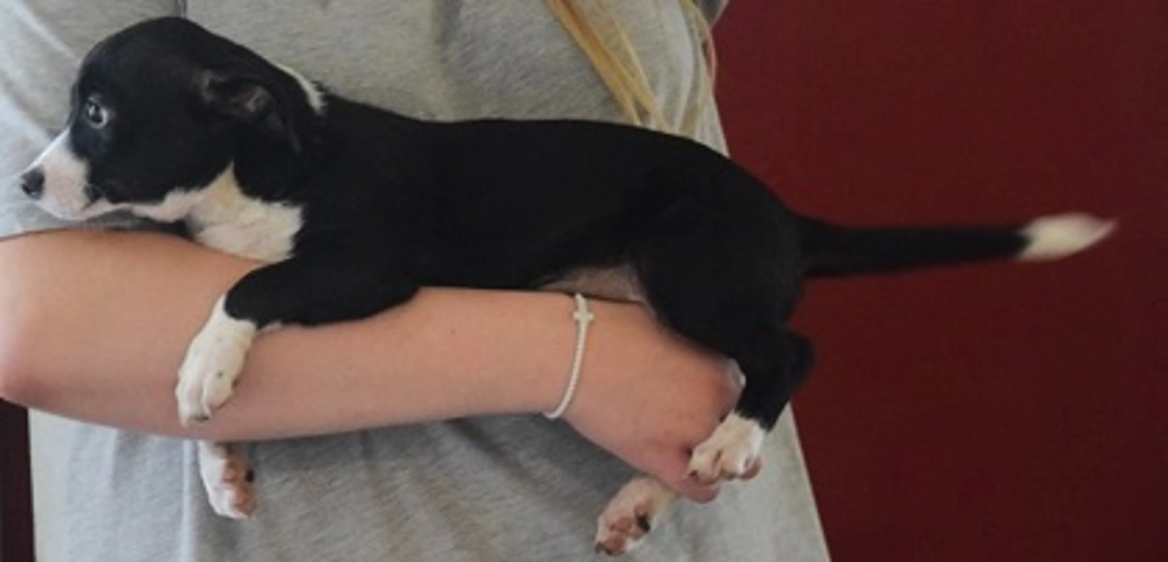 Found pet-1