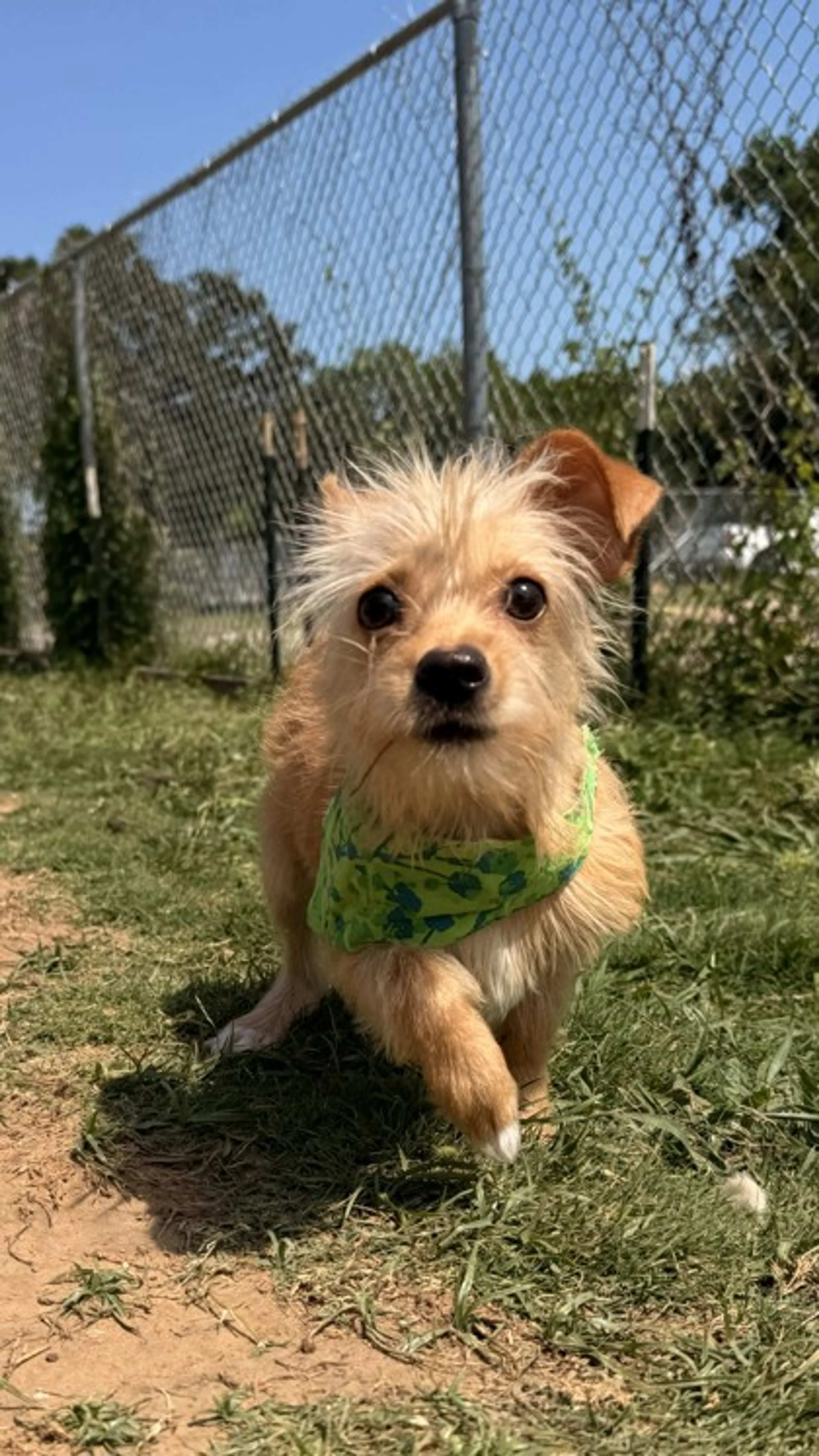 Found pet