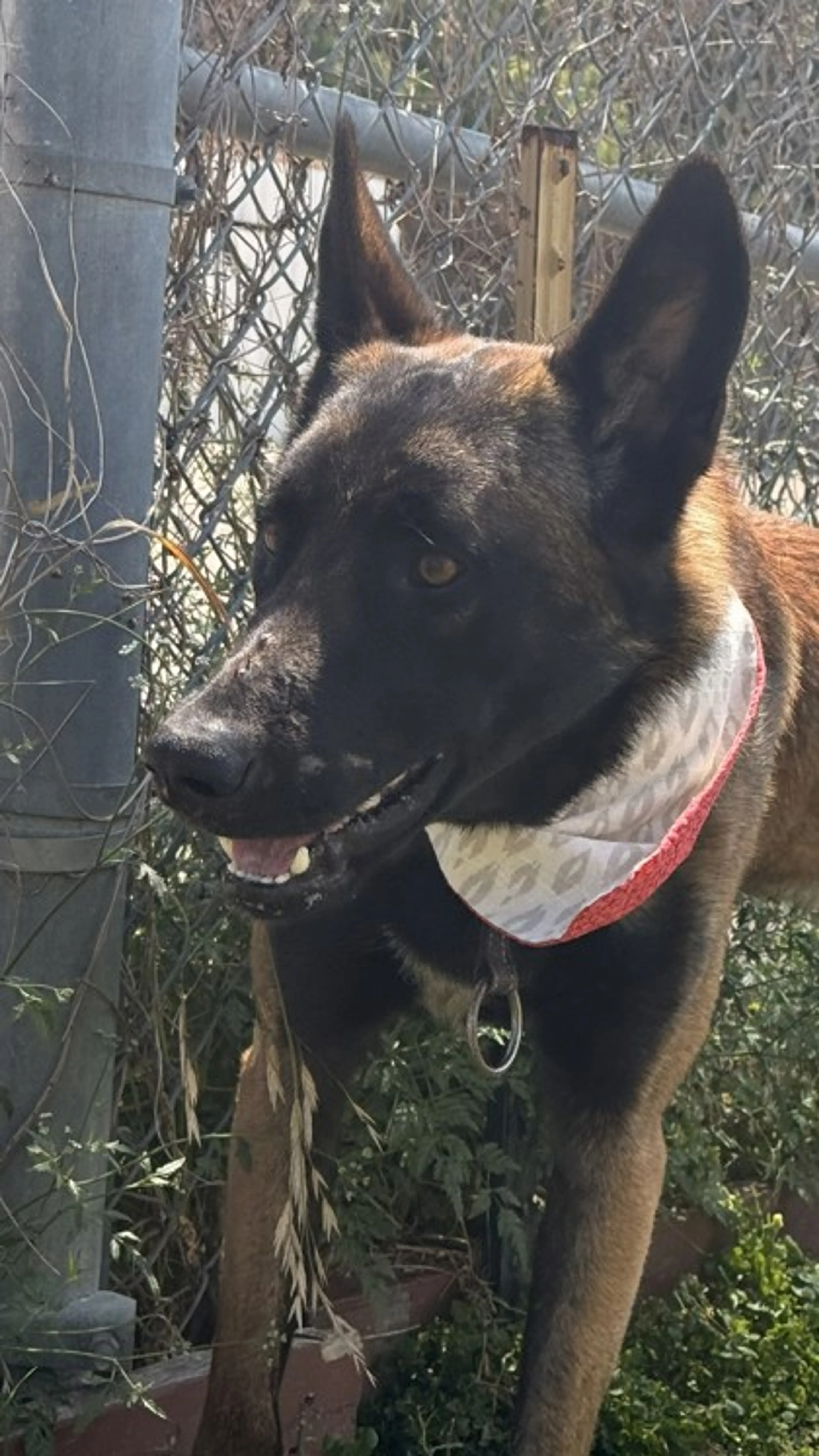 Found pet