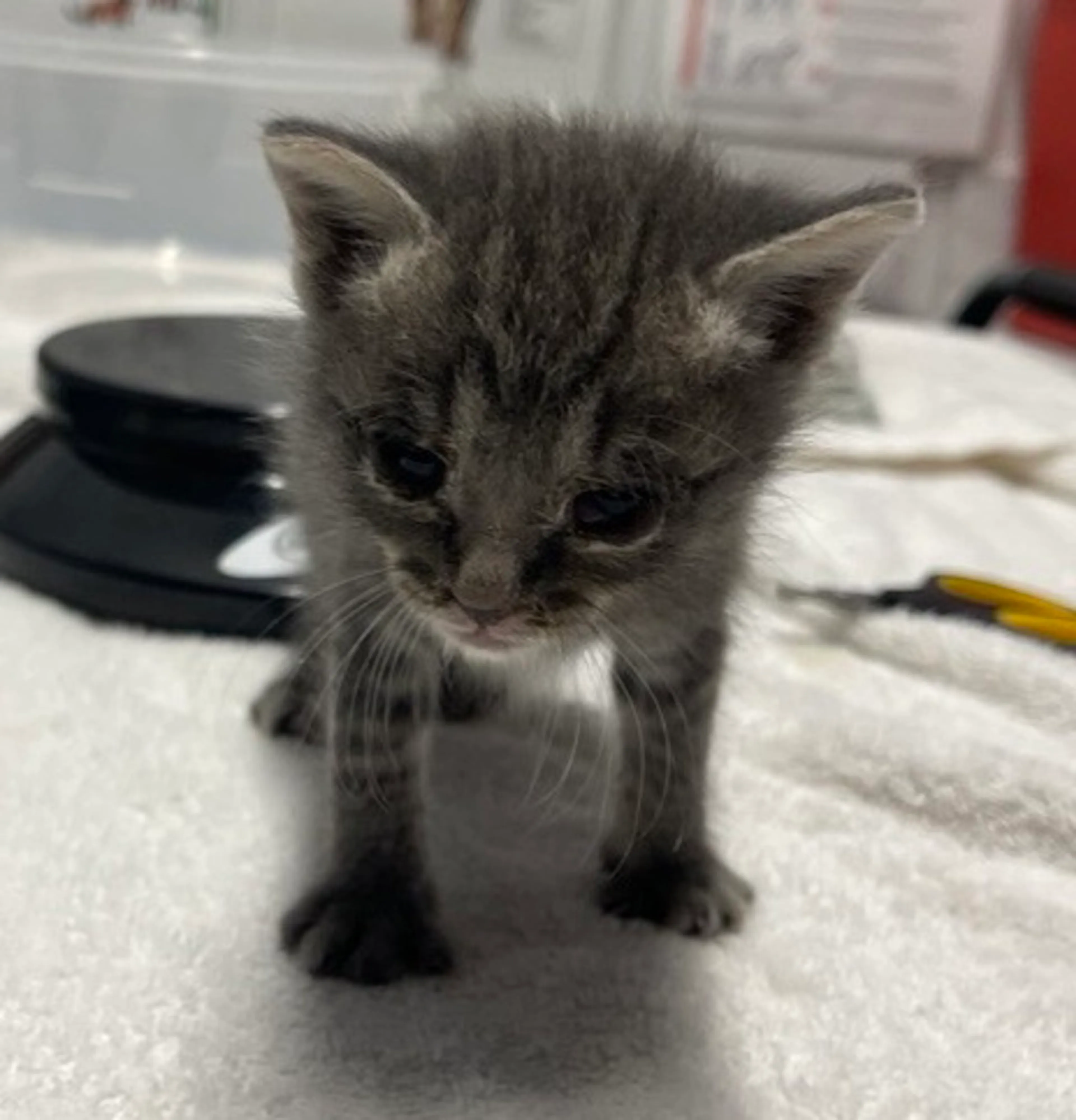 Found pet