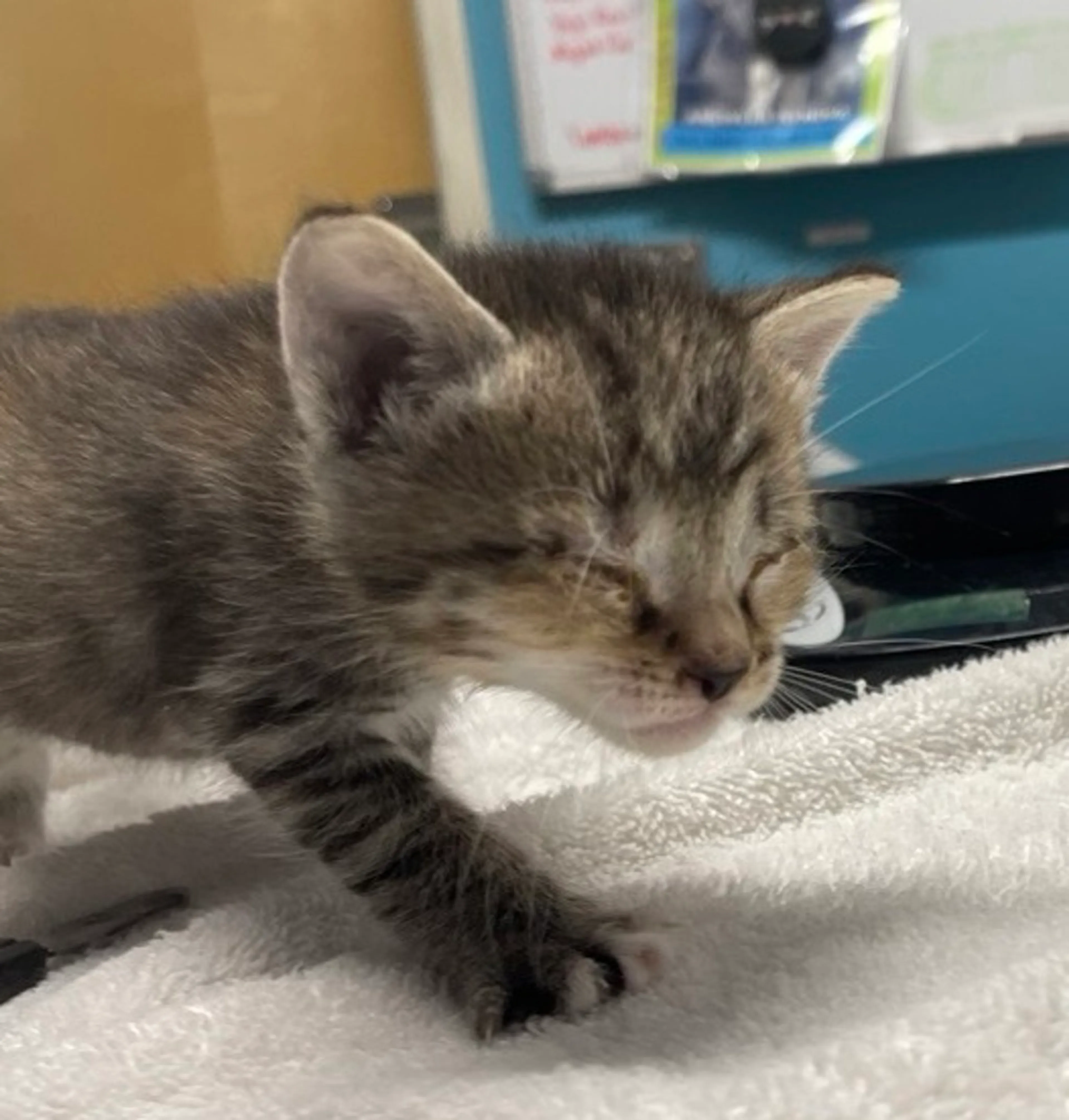 Found pet