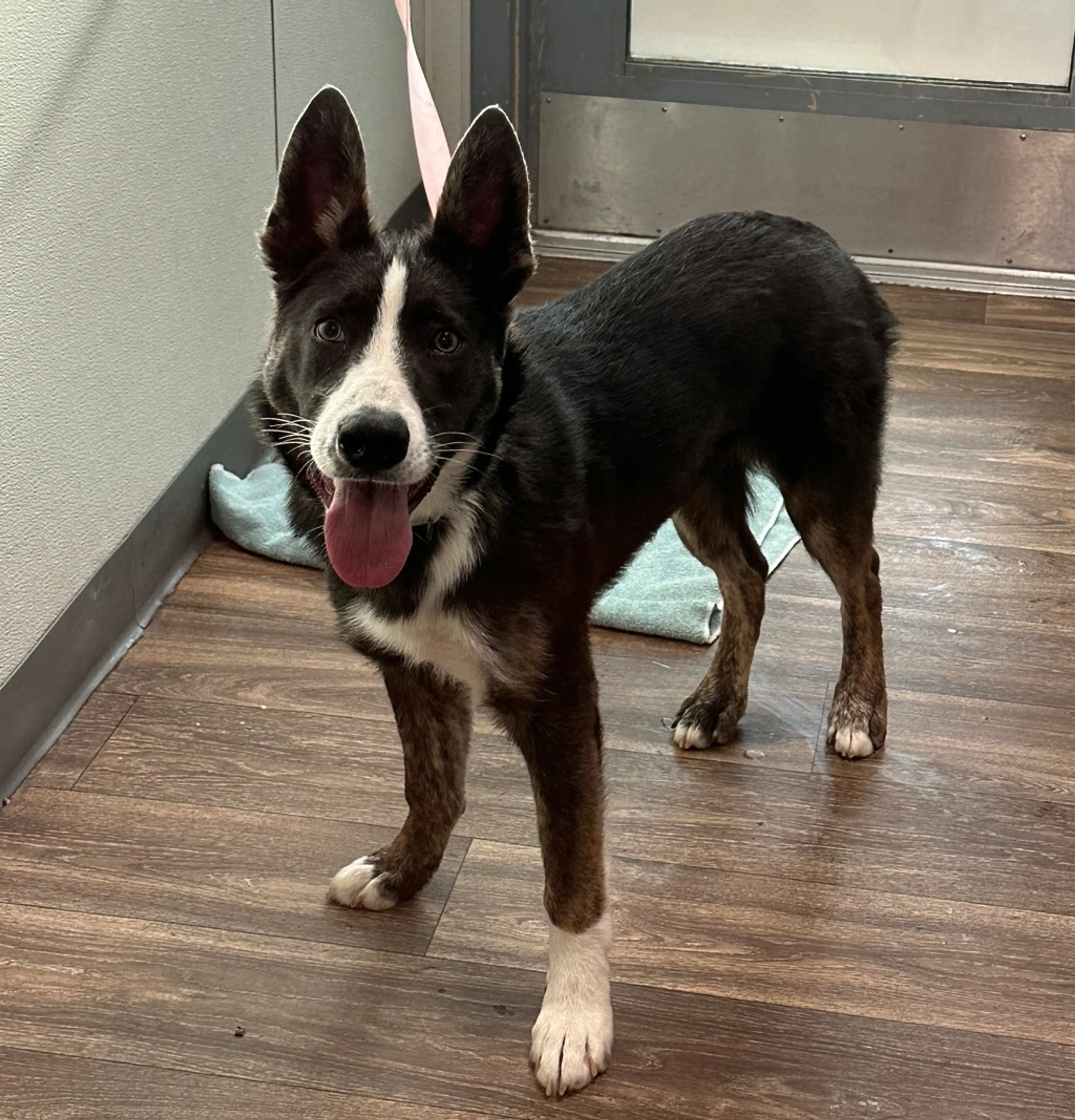 Found pet