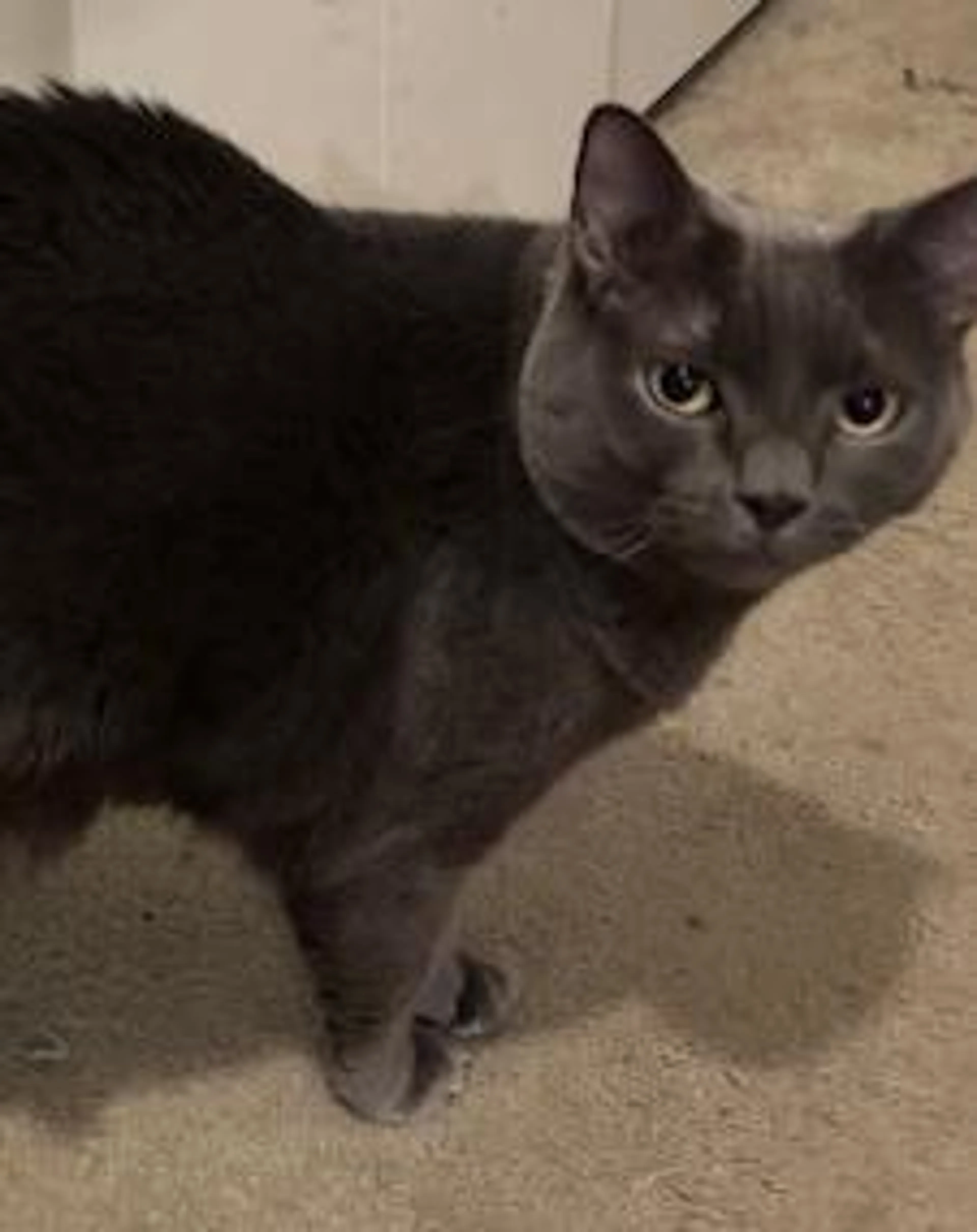 Found pet-1