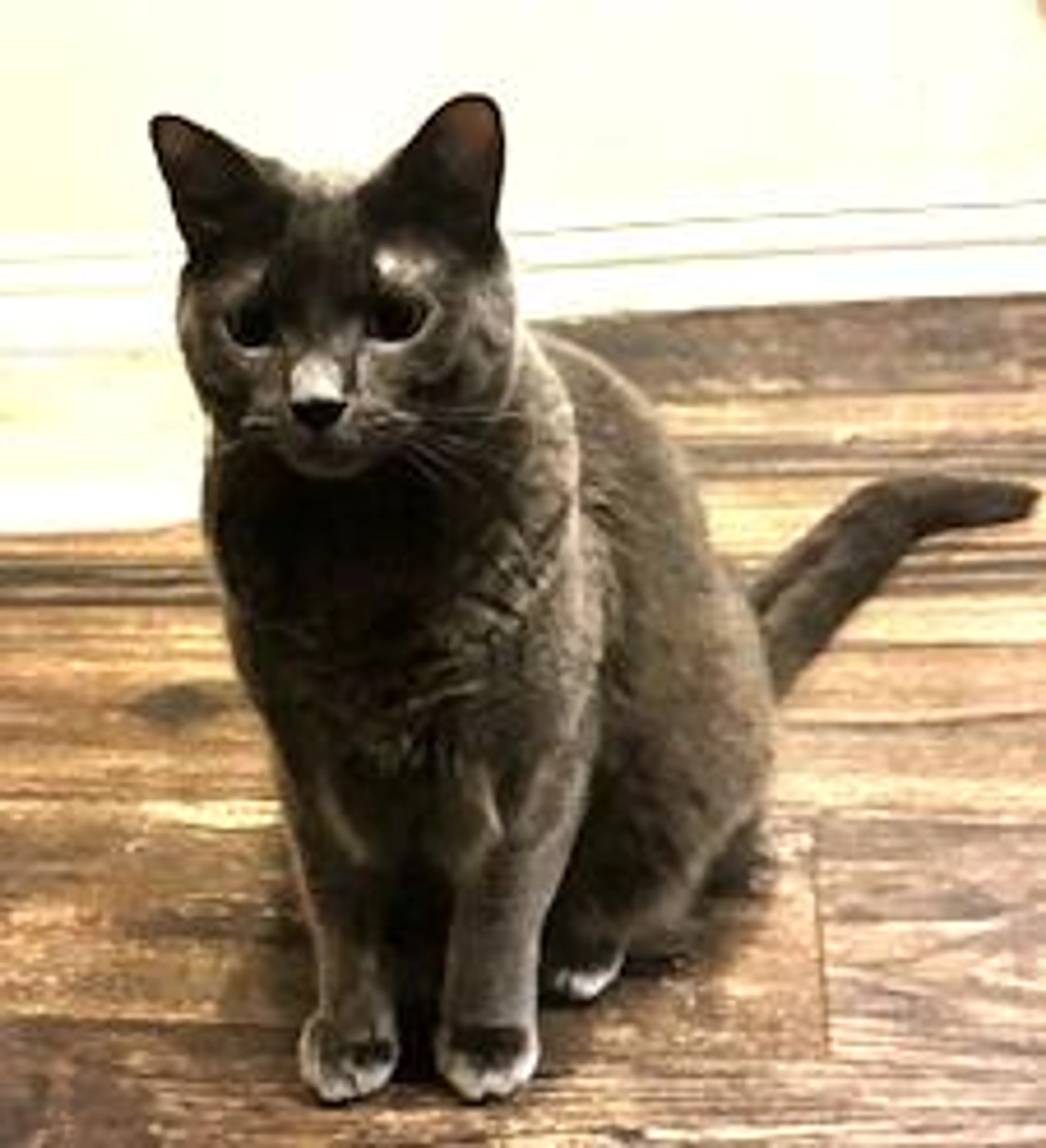 Found pet-0