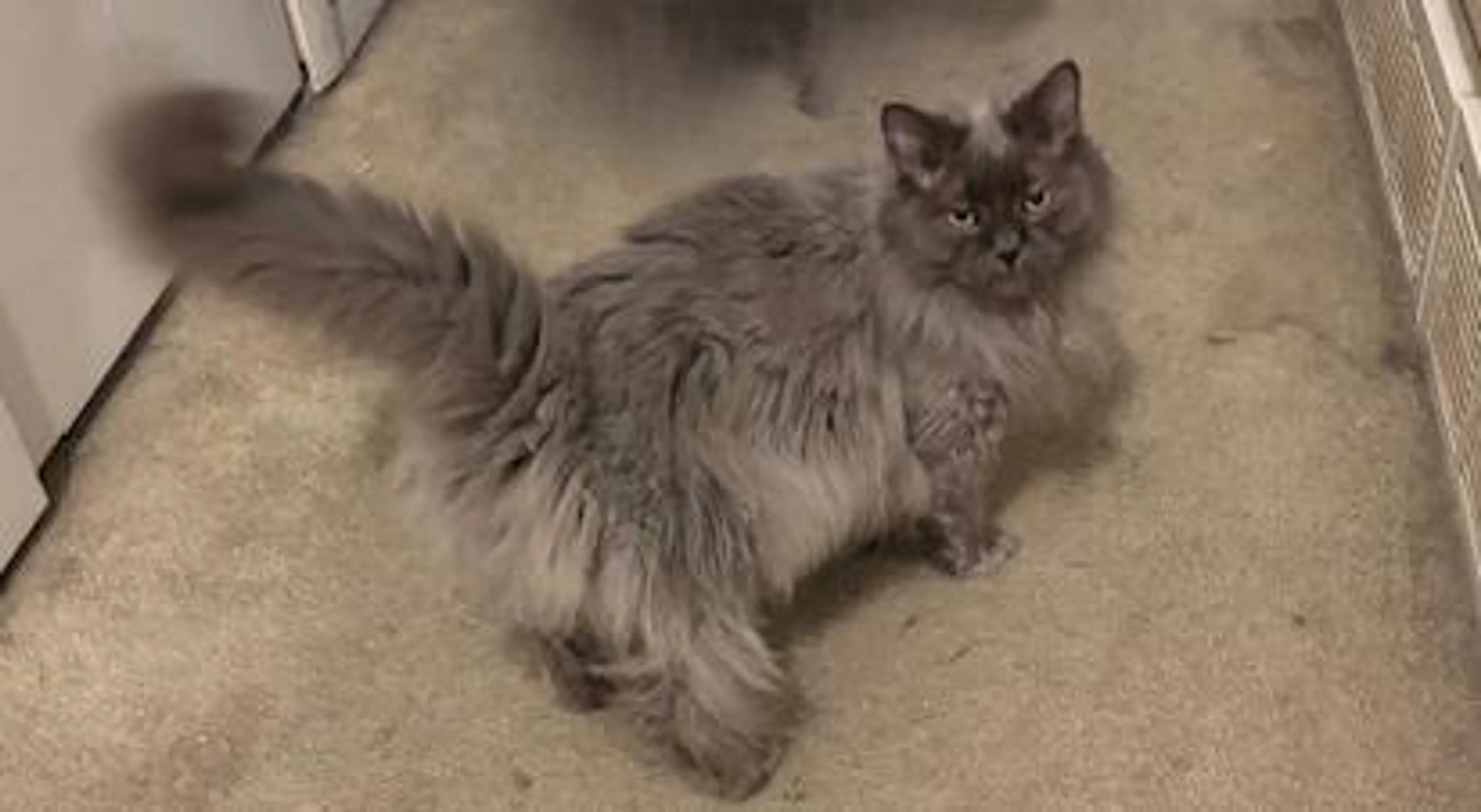 Found pet-1