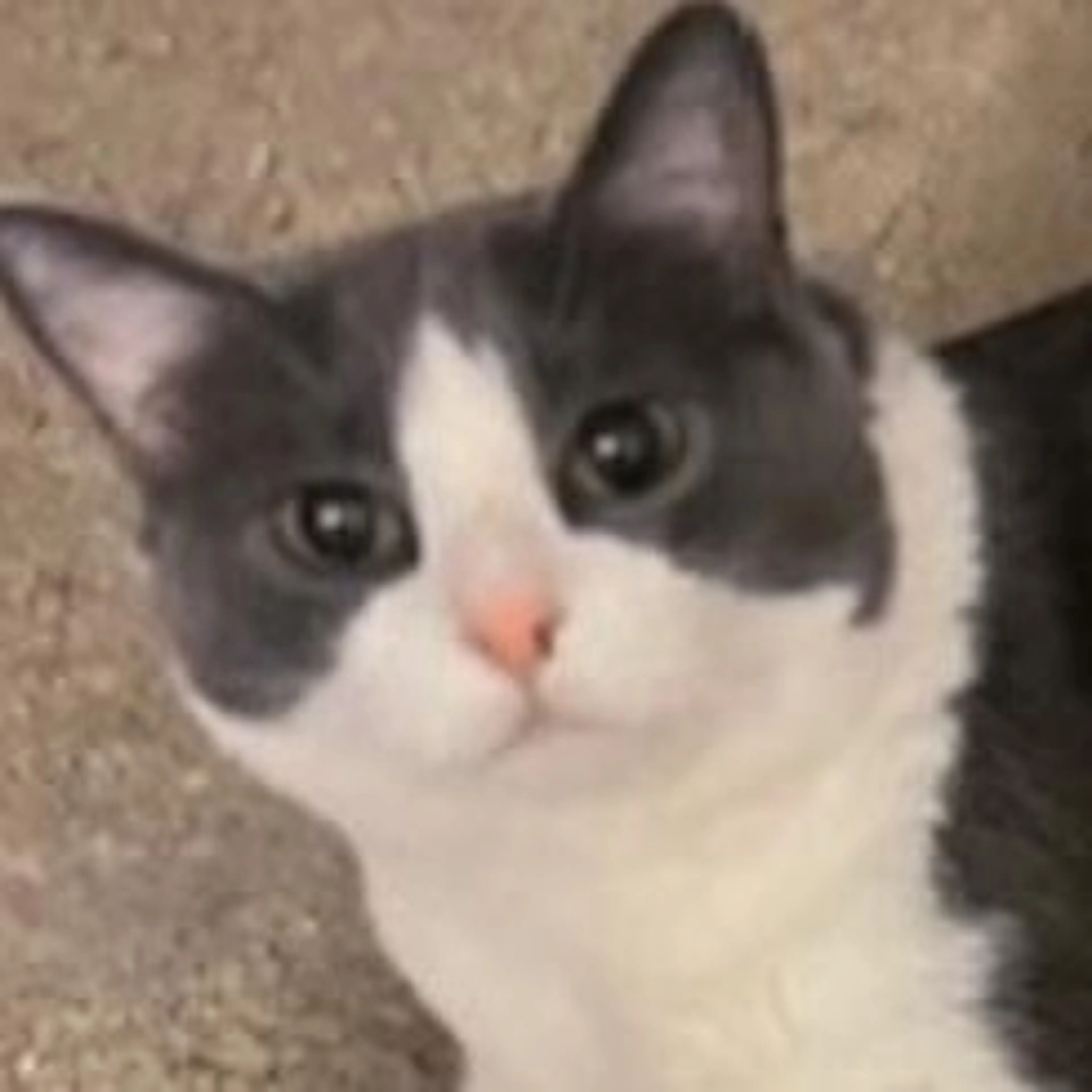 Found pet-0