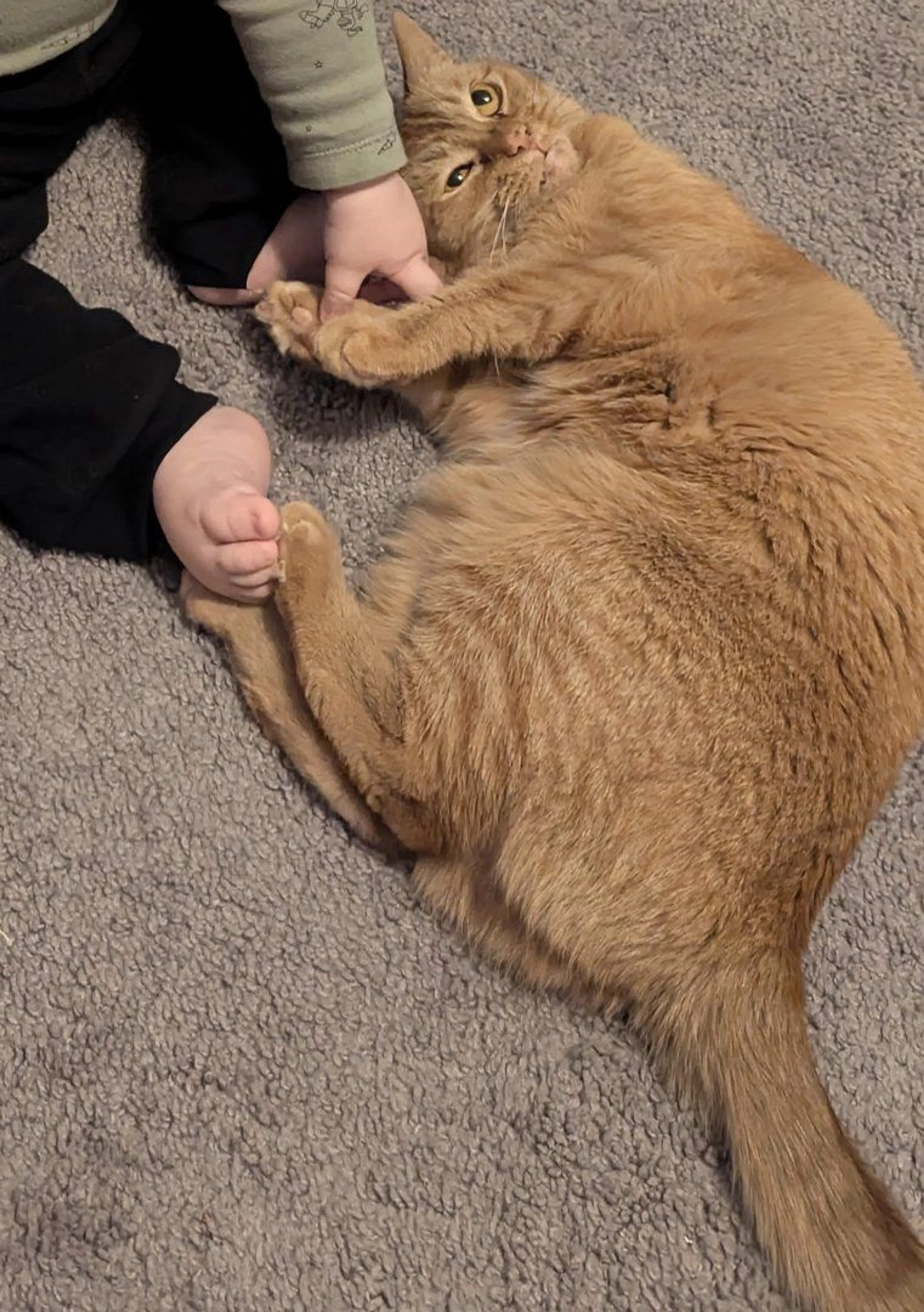 Lost pet-0