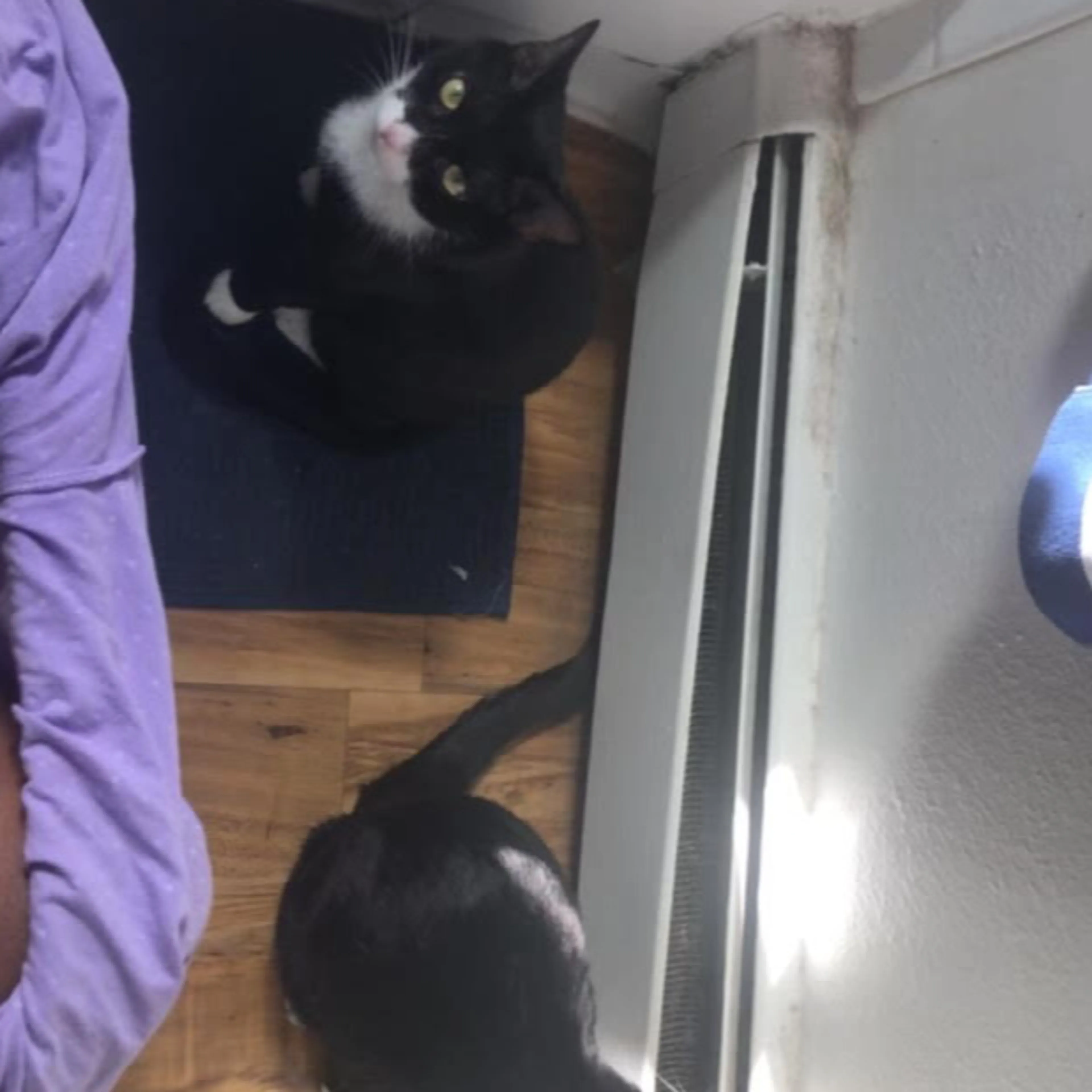 Lost pet-3
