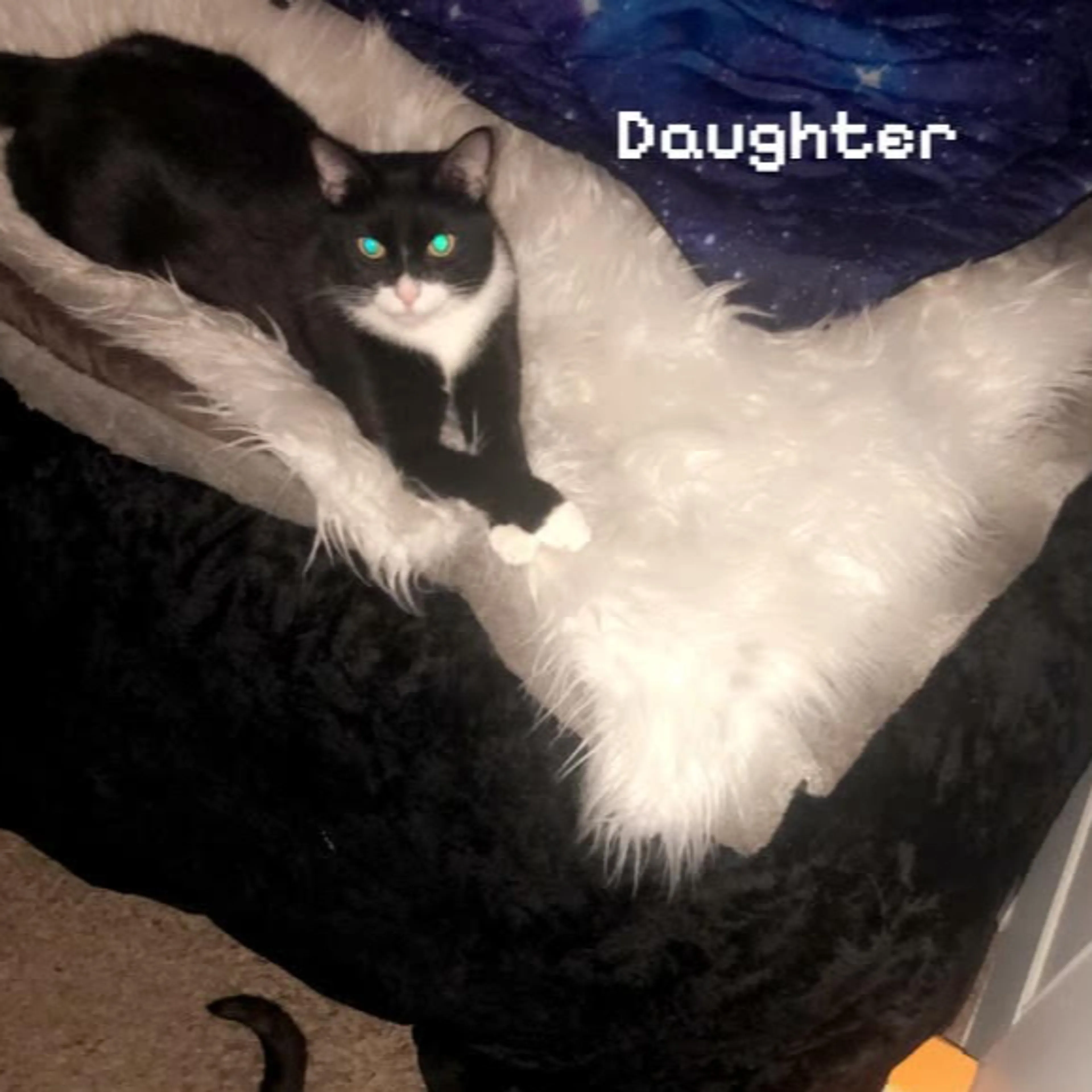 Lost pet-1