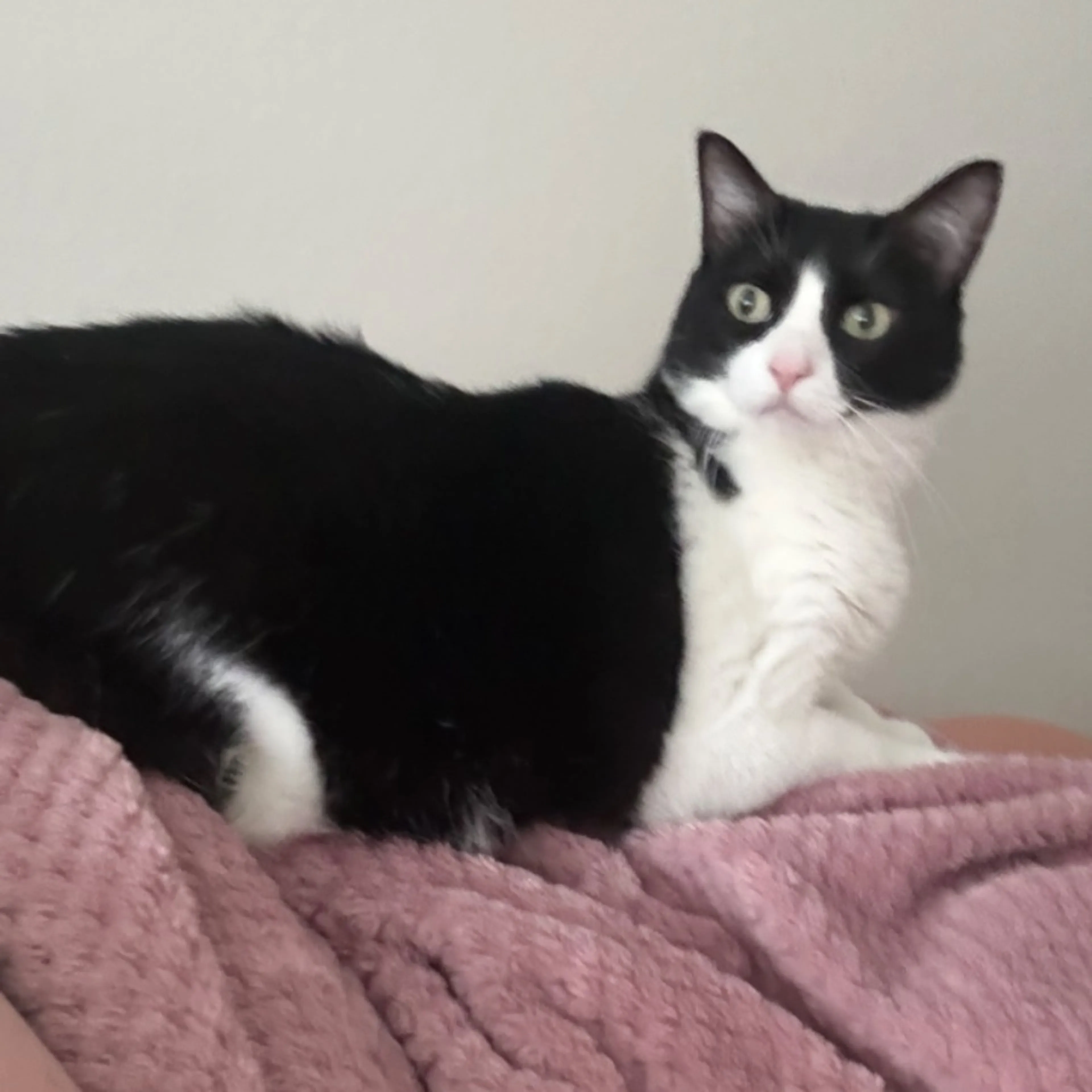 Lost pet