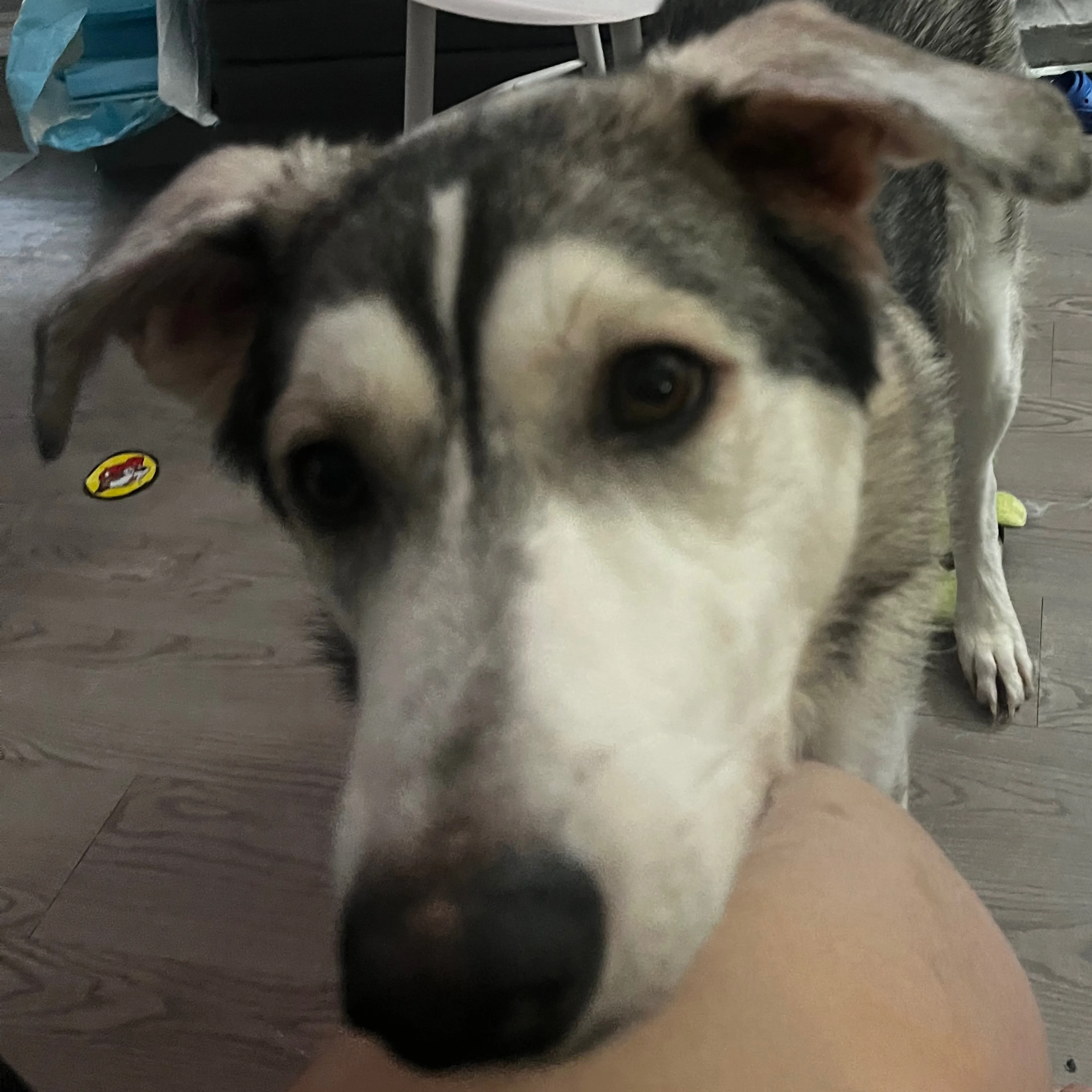 Lost pet-1