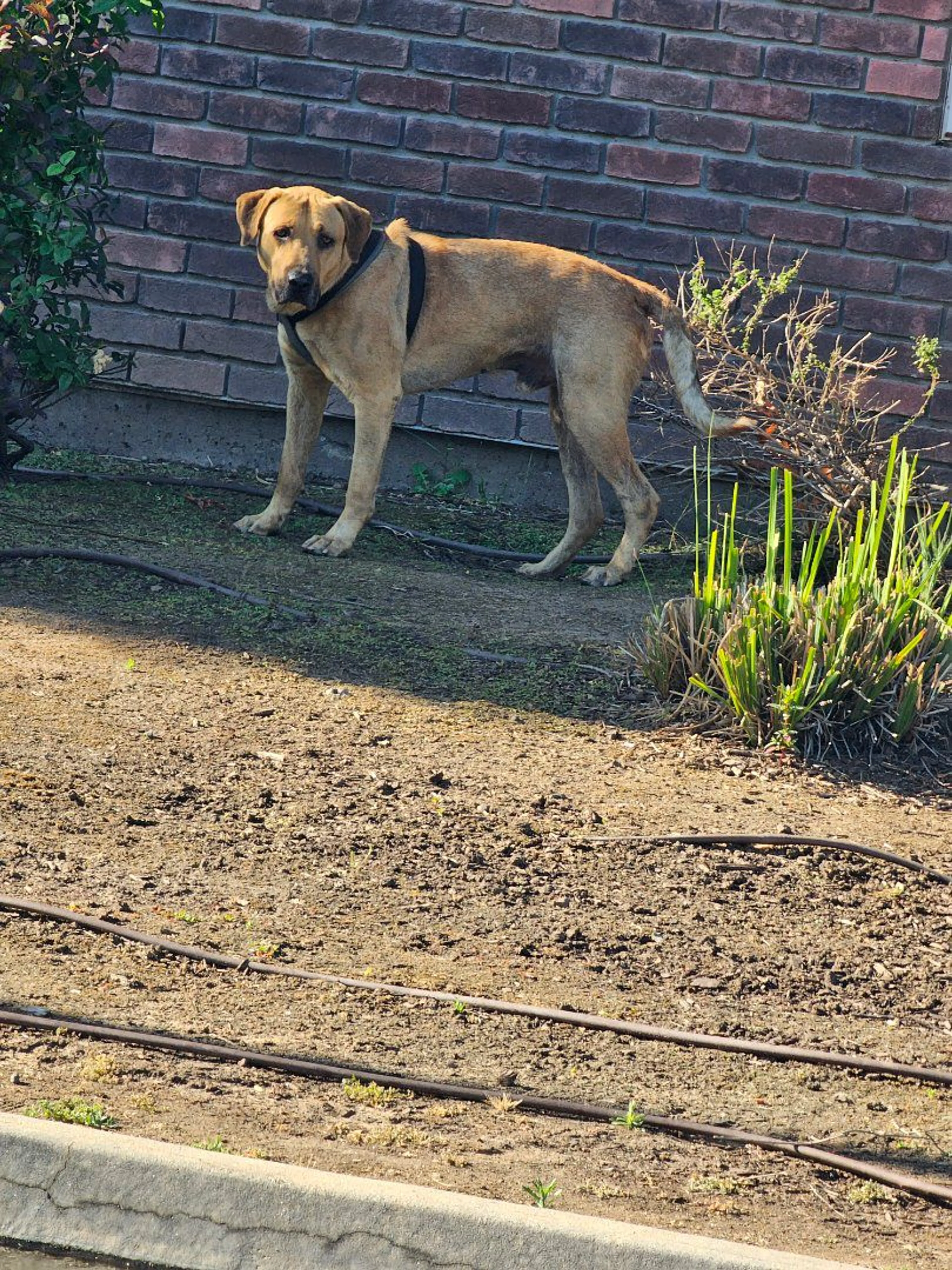 Lost pet-0