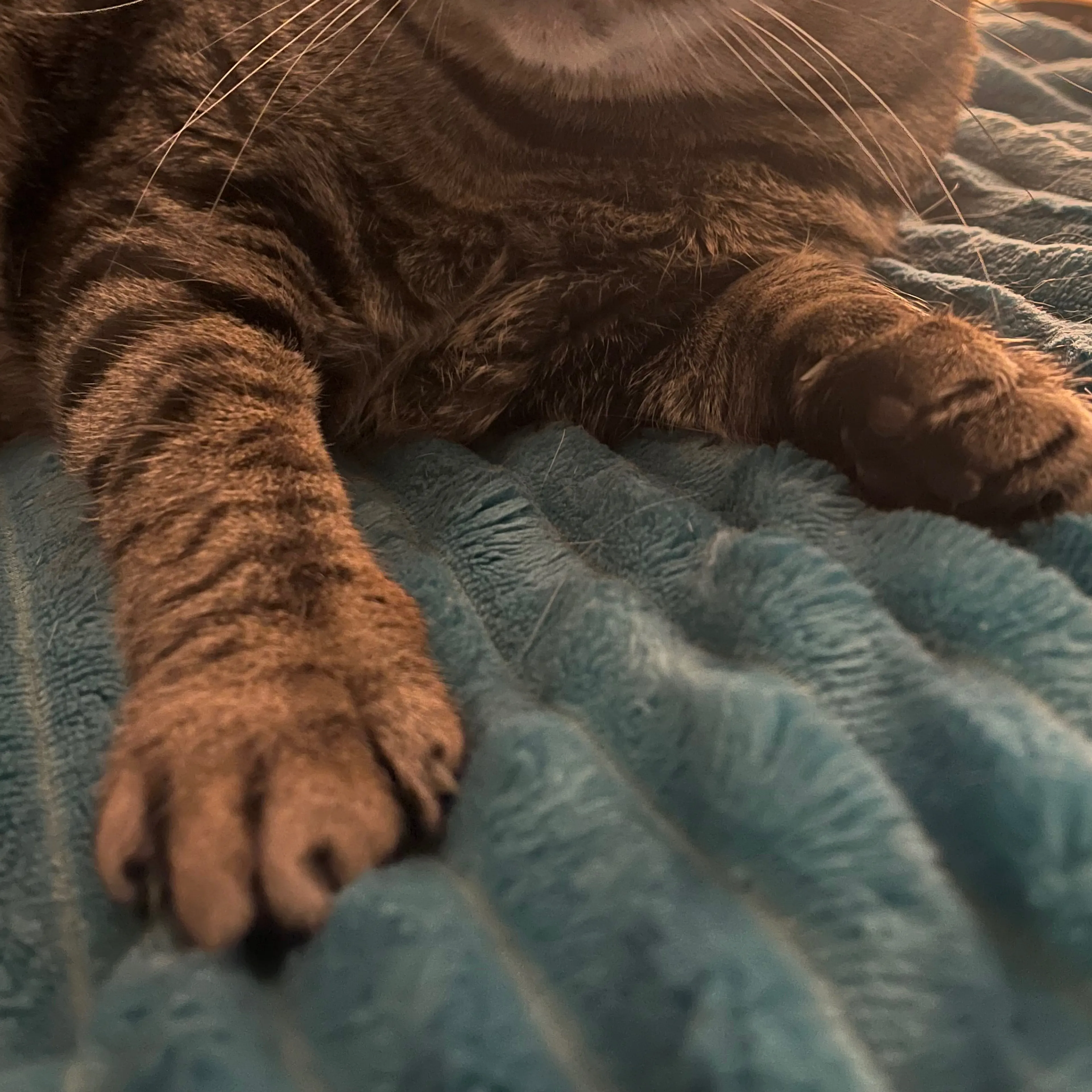 Lost pet-3