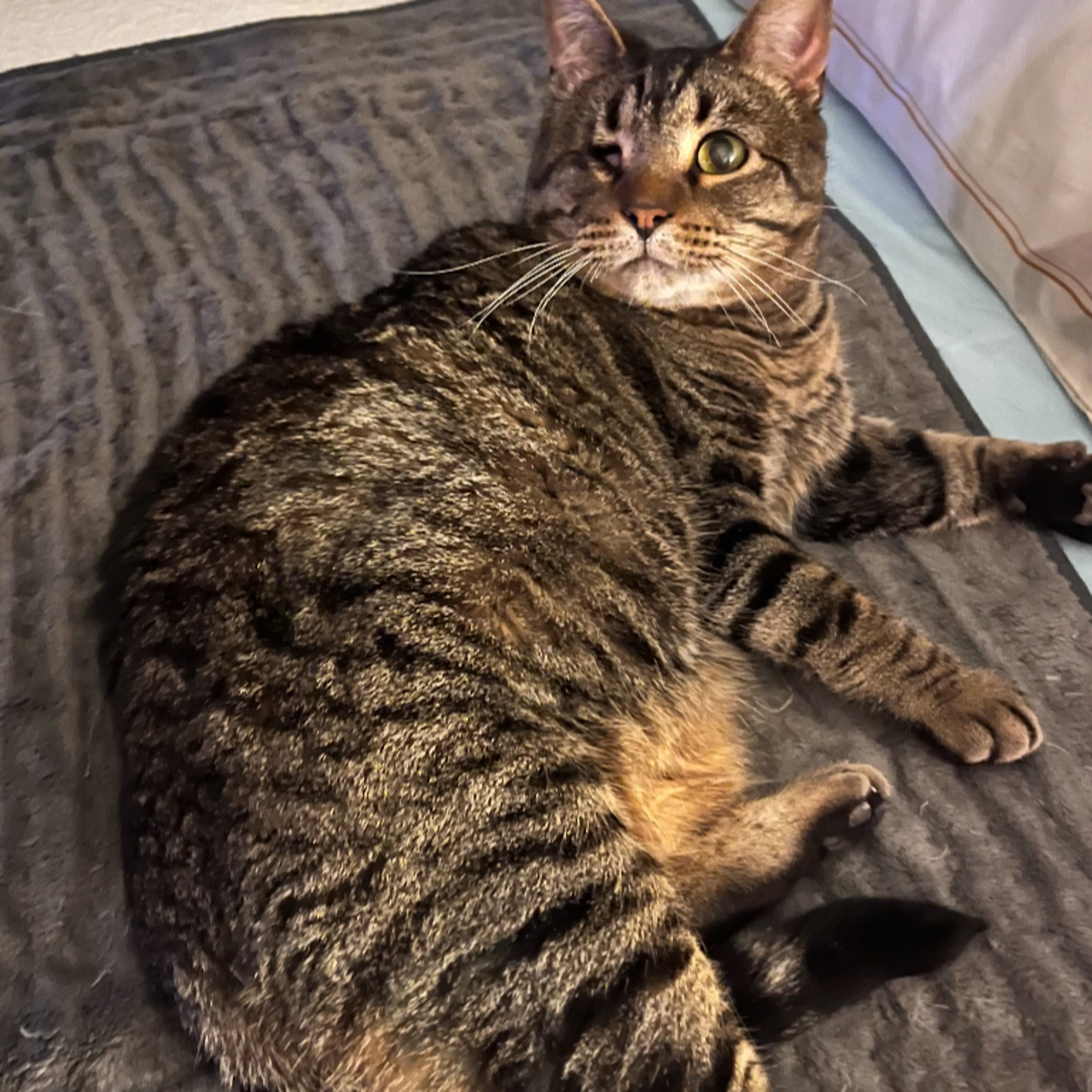 Lost pet-1