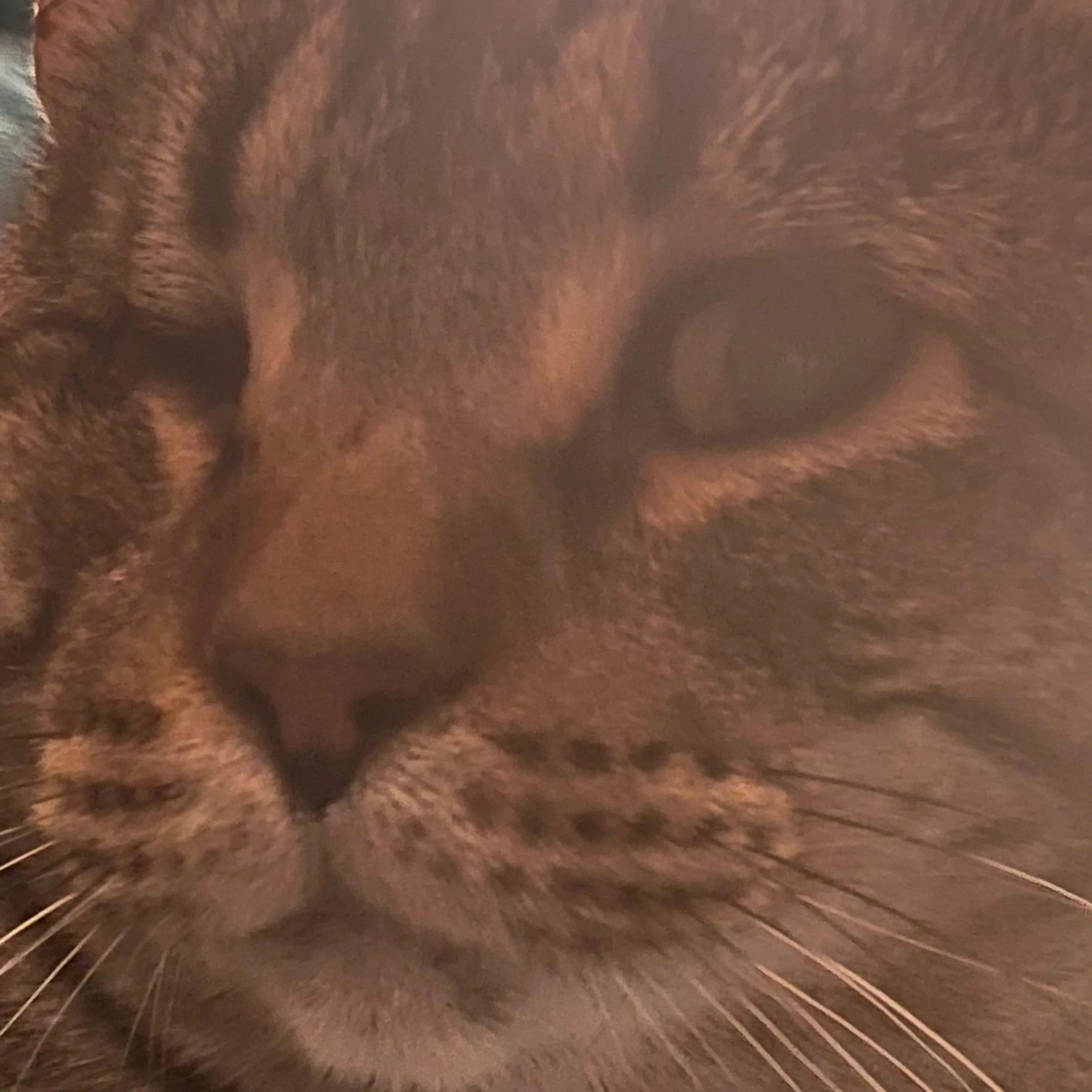 Lost pet-2