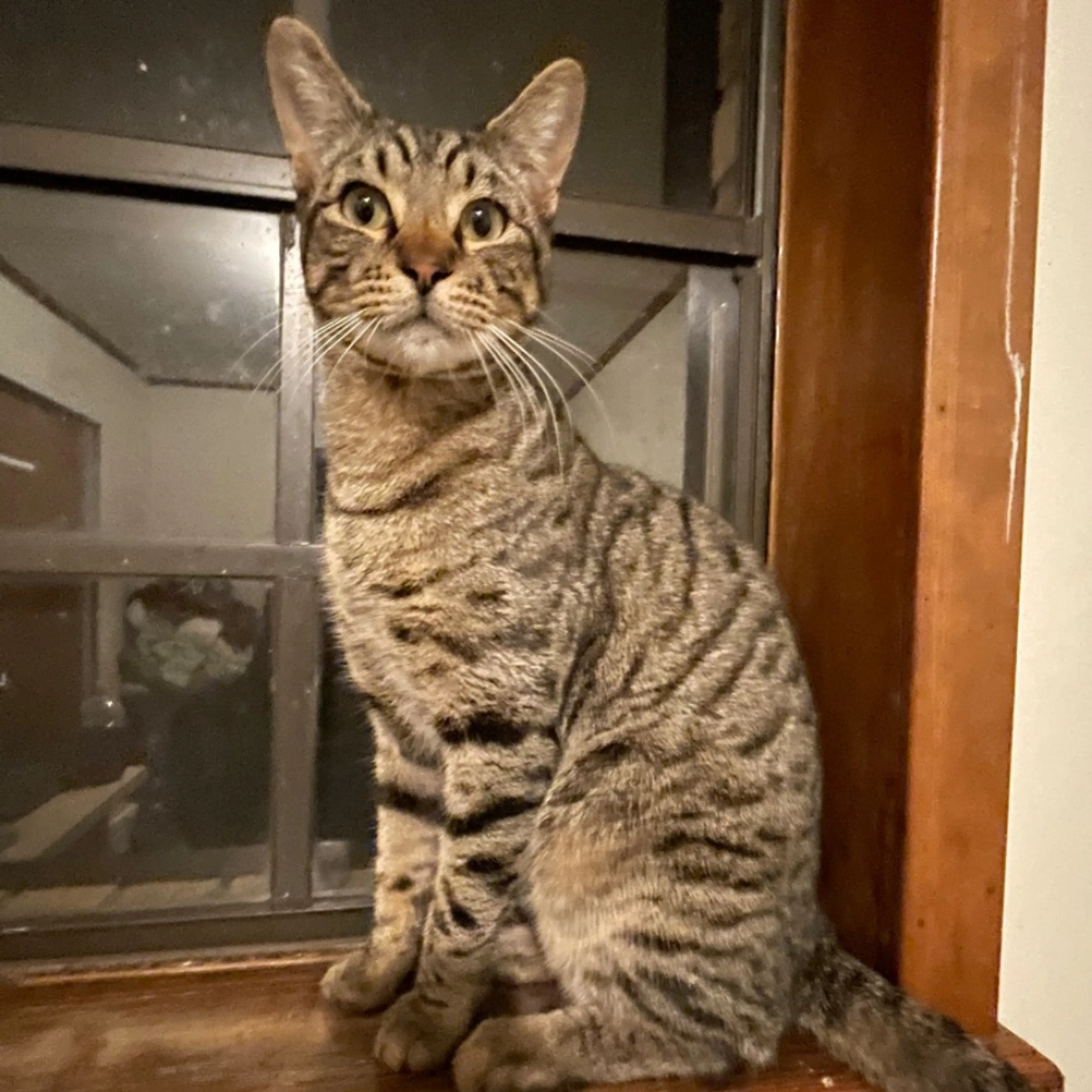 Lost pet