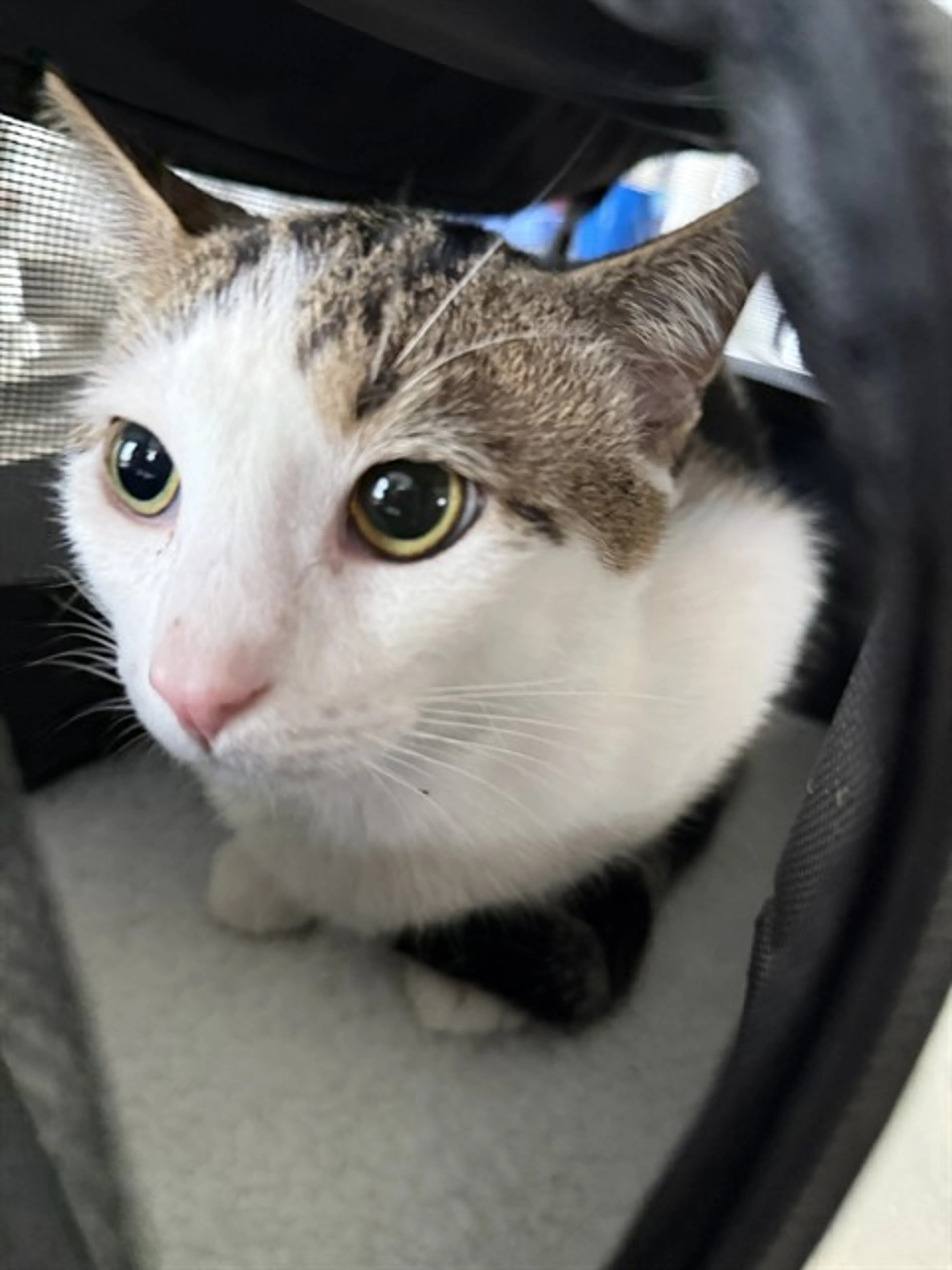 Found pet
