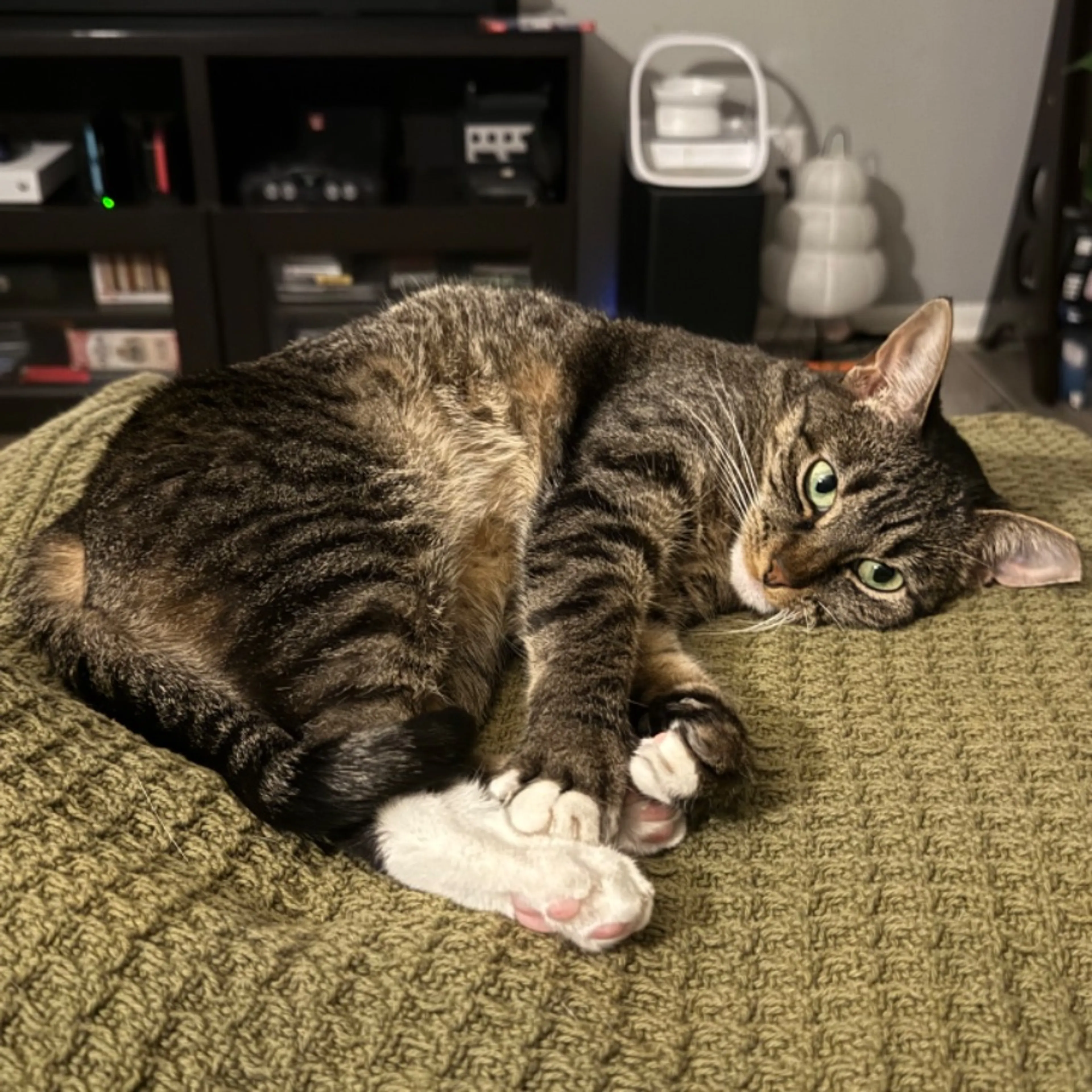 Lost pet-0