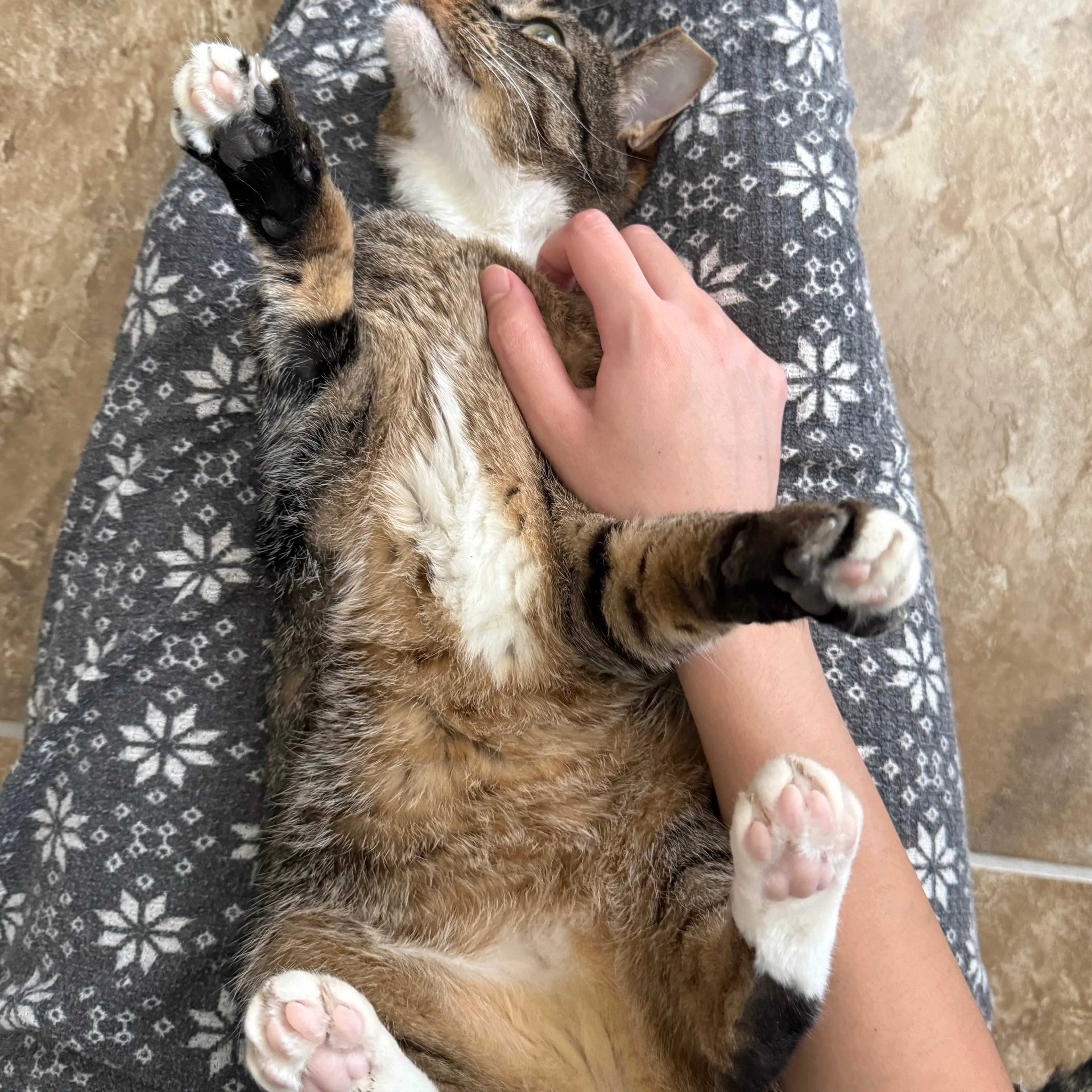 Lost pet-1