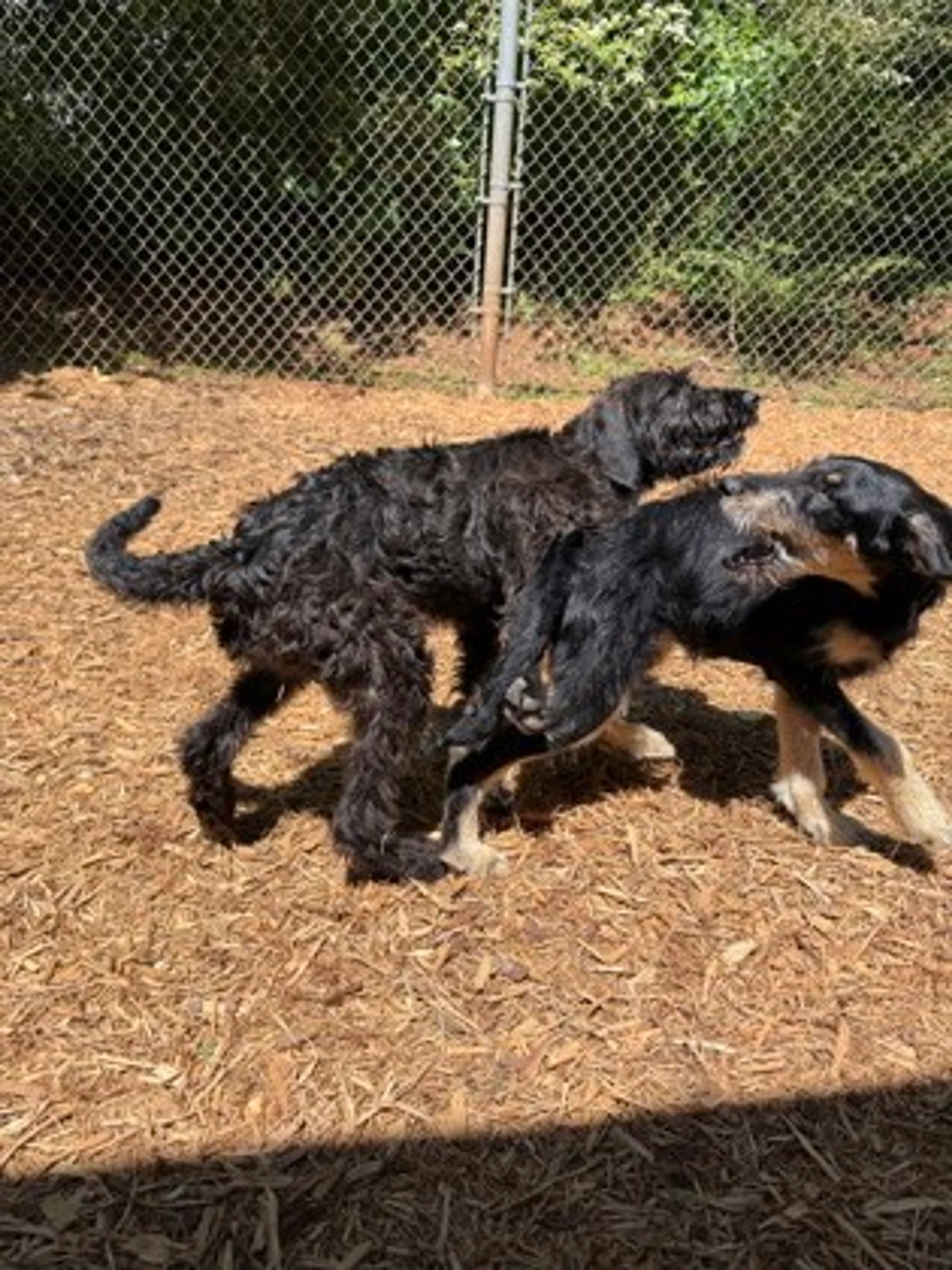 Found pet-1