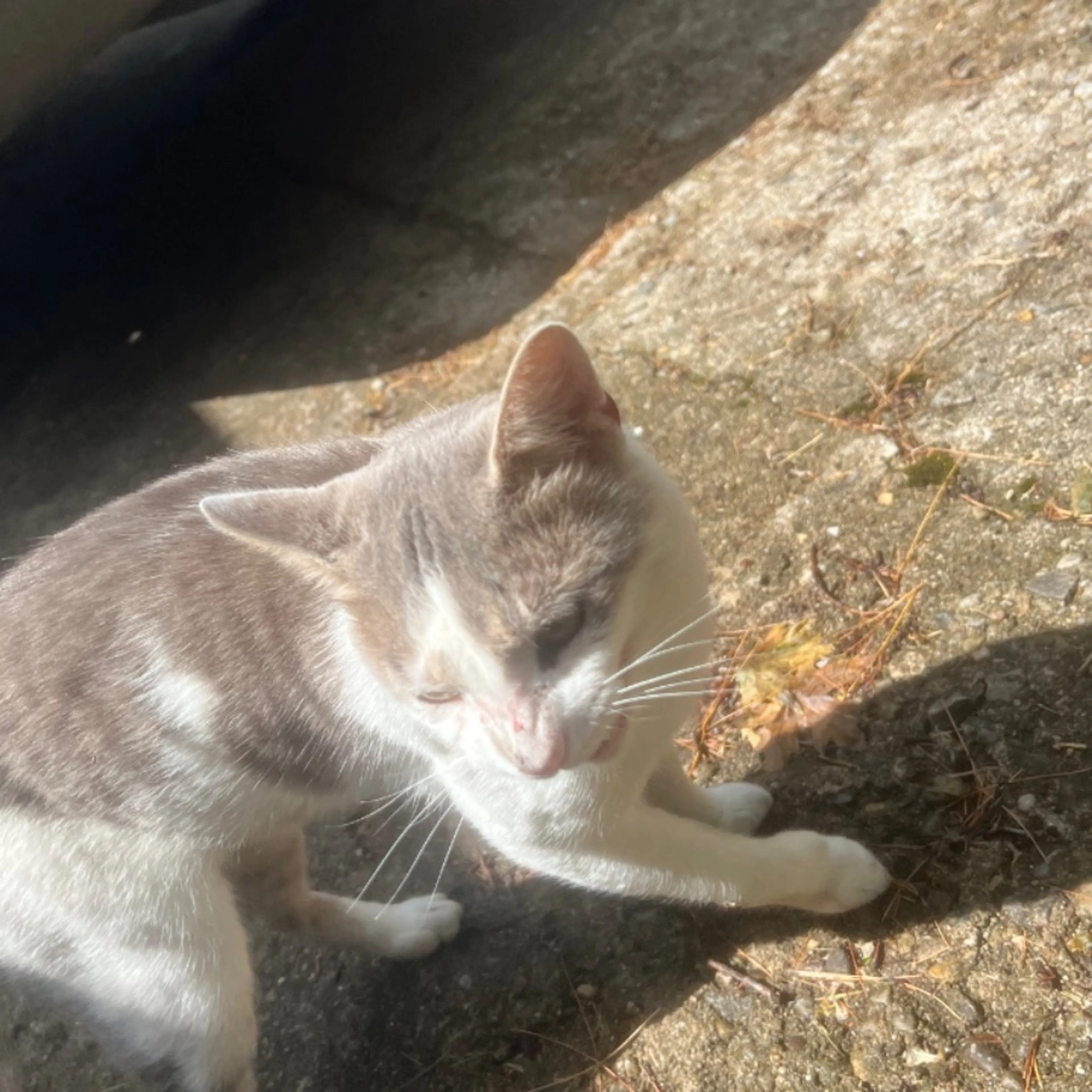 Found pet-0