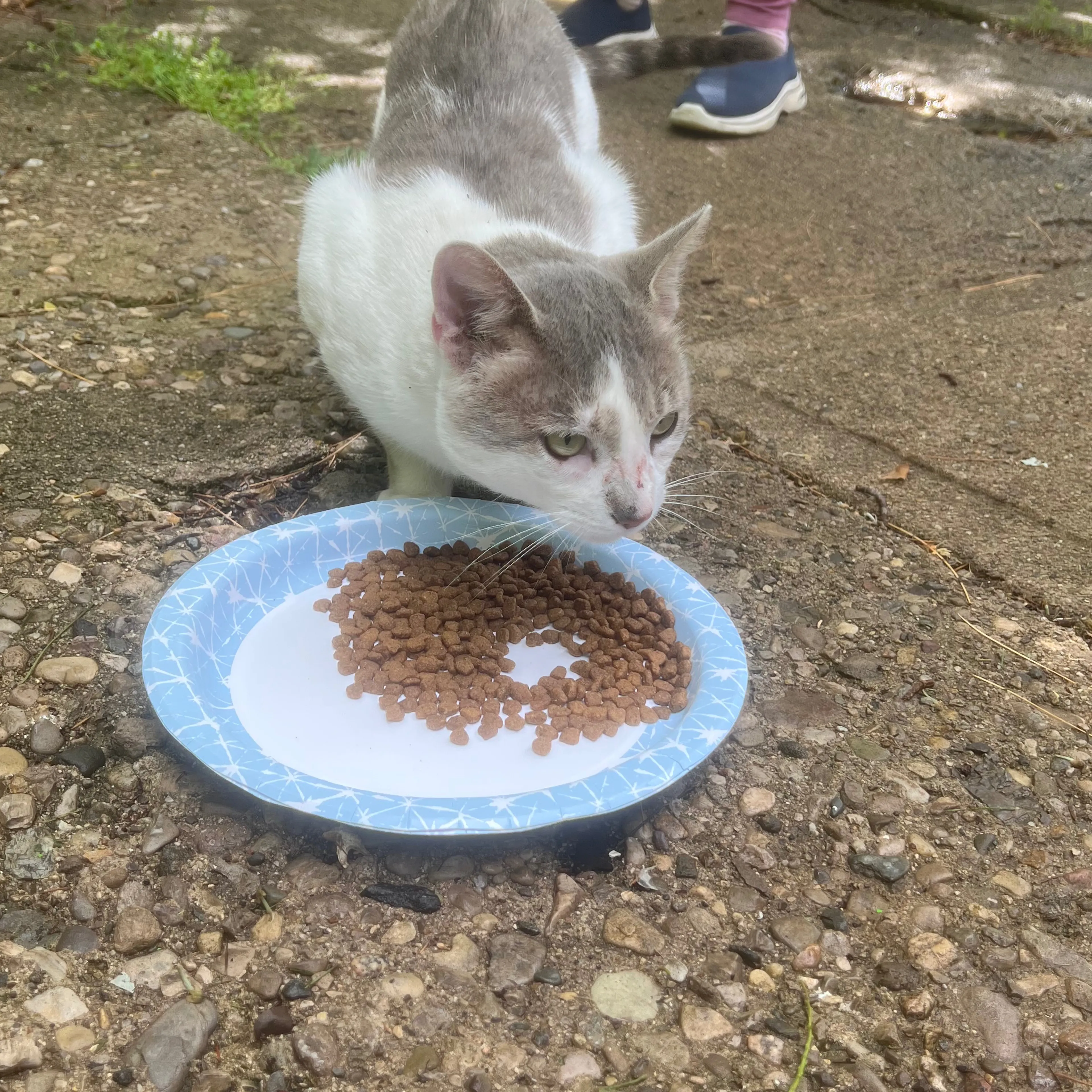 Found pet-1