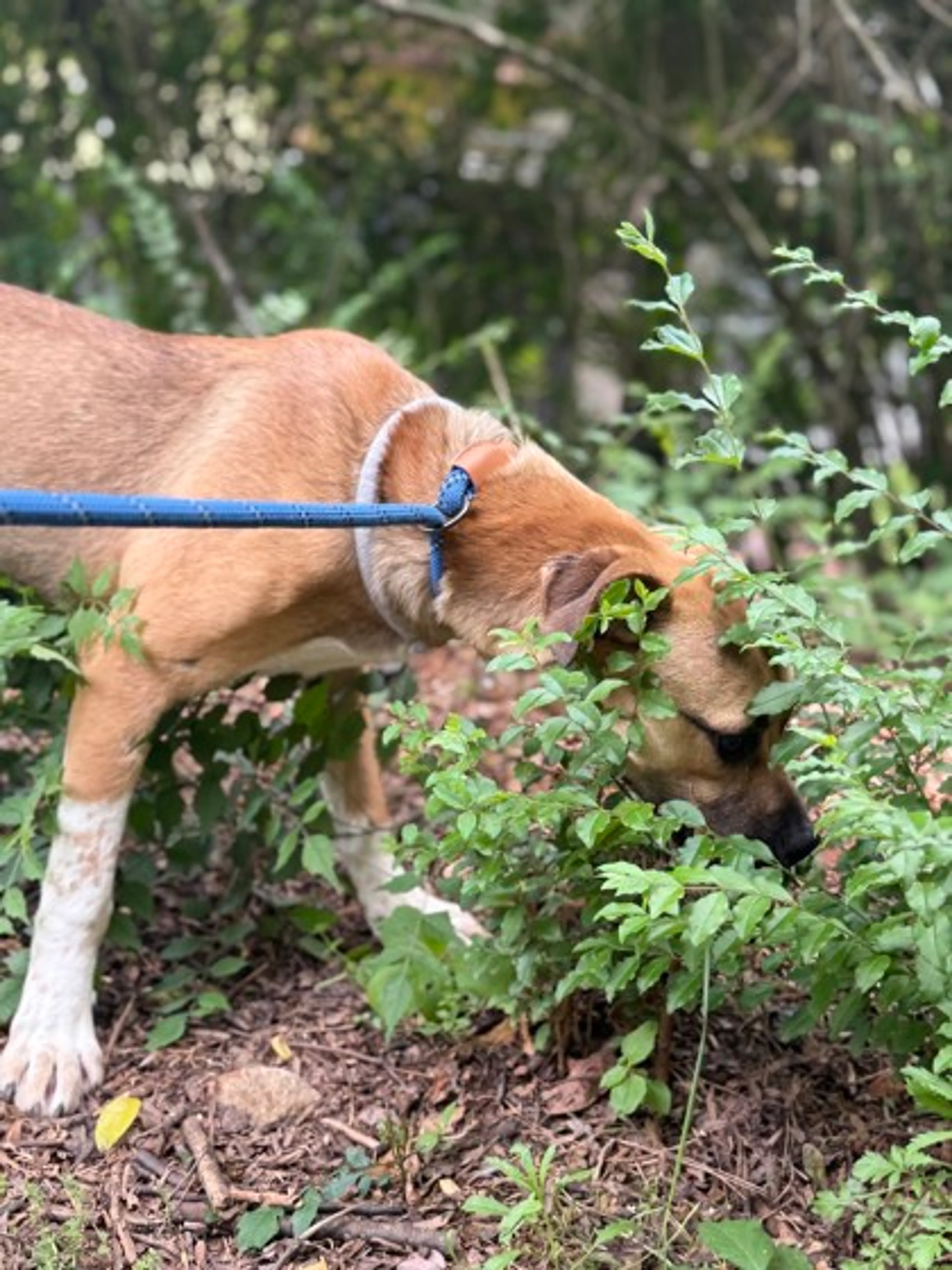 Found pet-2