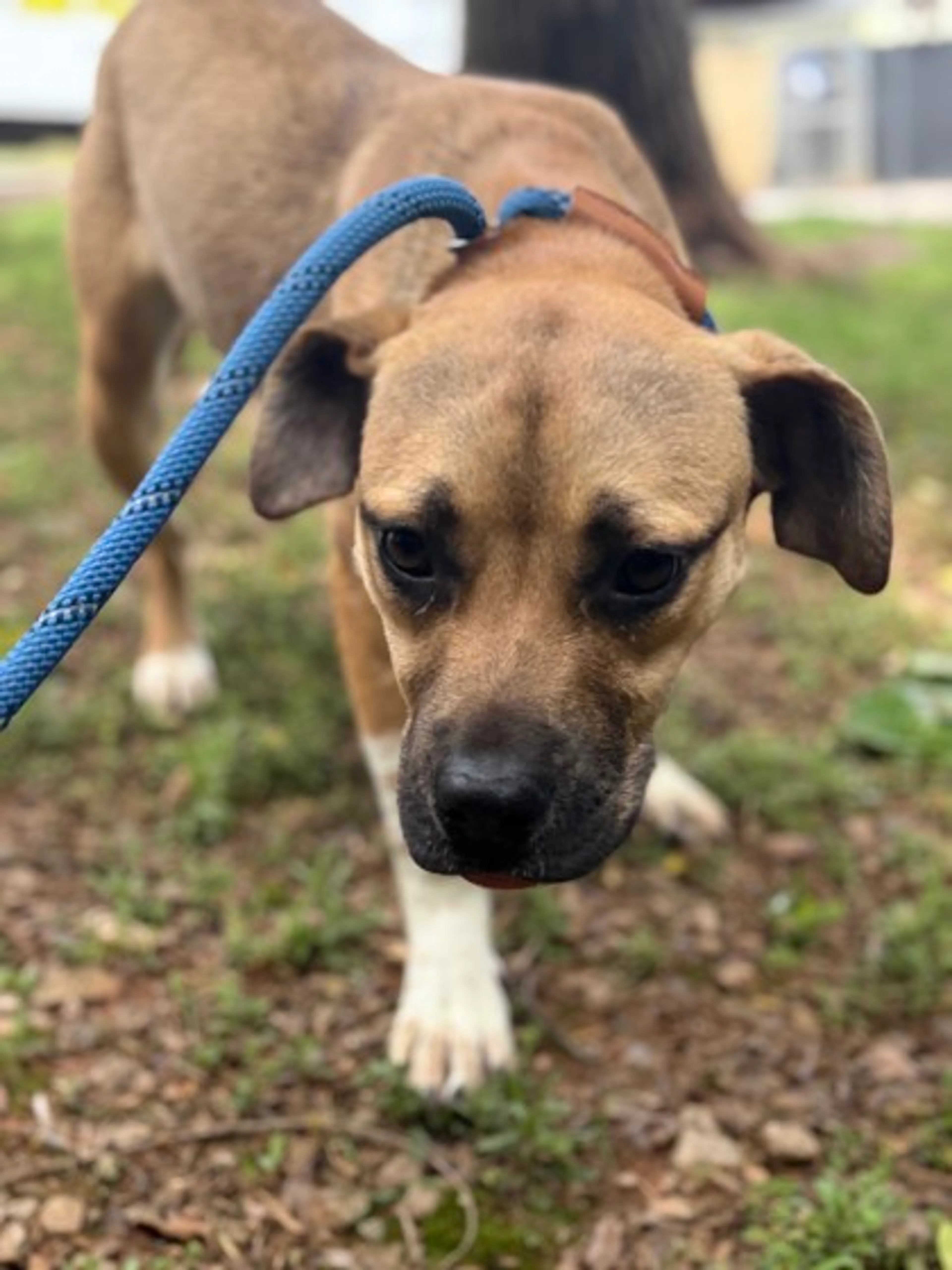 Found pet-1