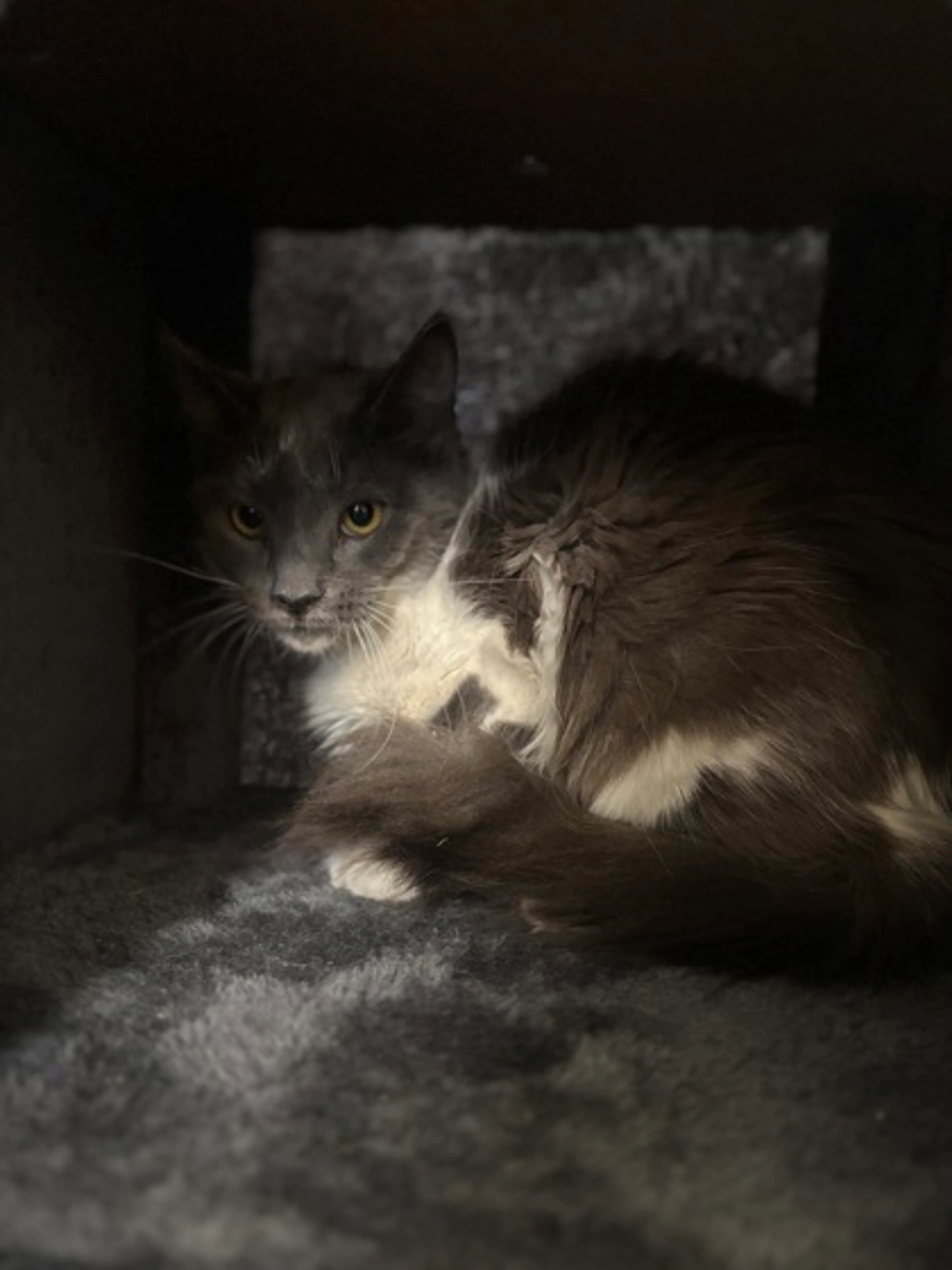 Found pet