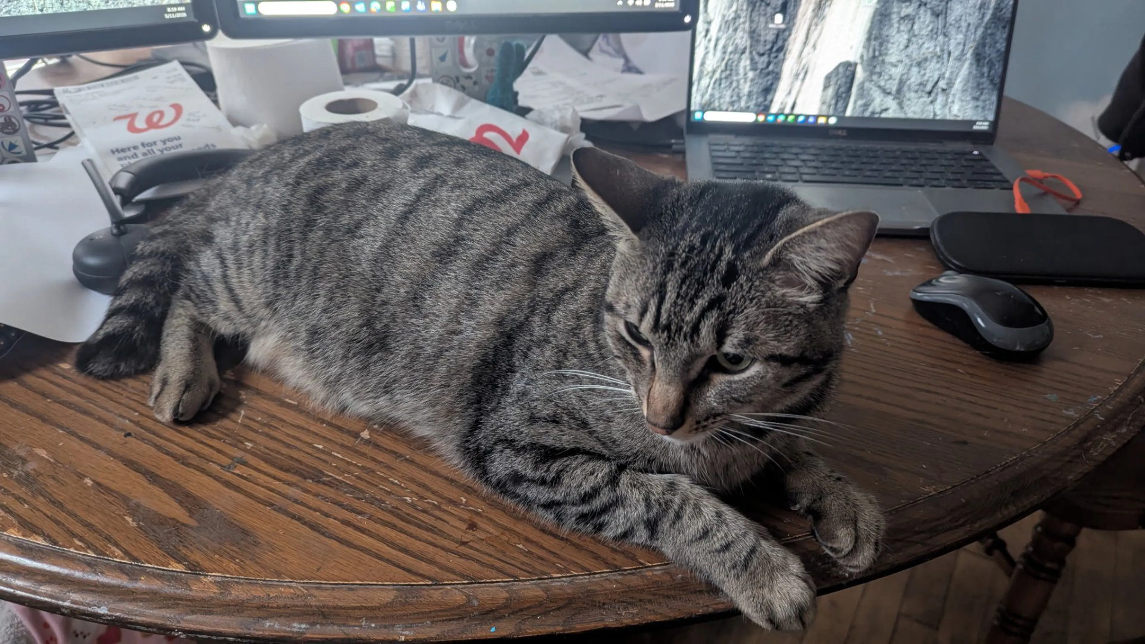 Lost pet